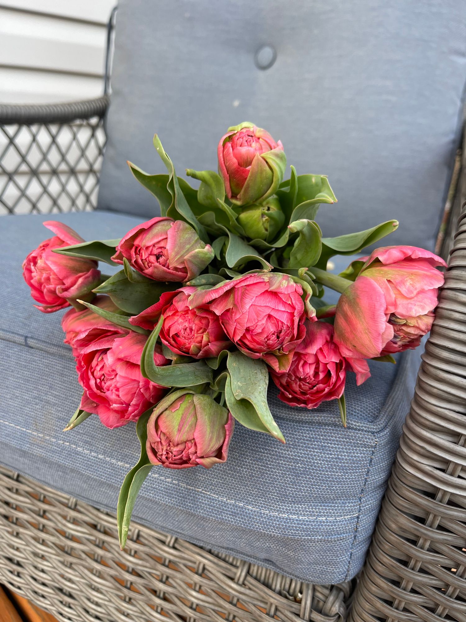 TULIPA