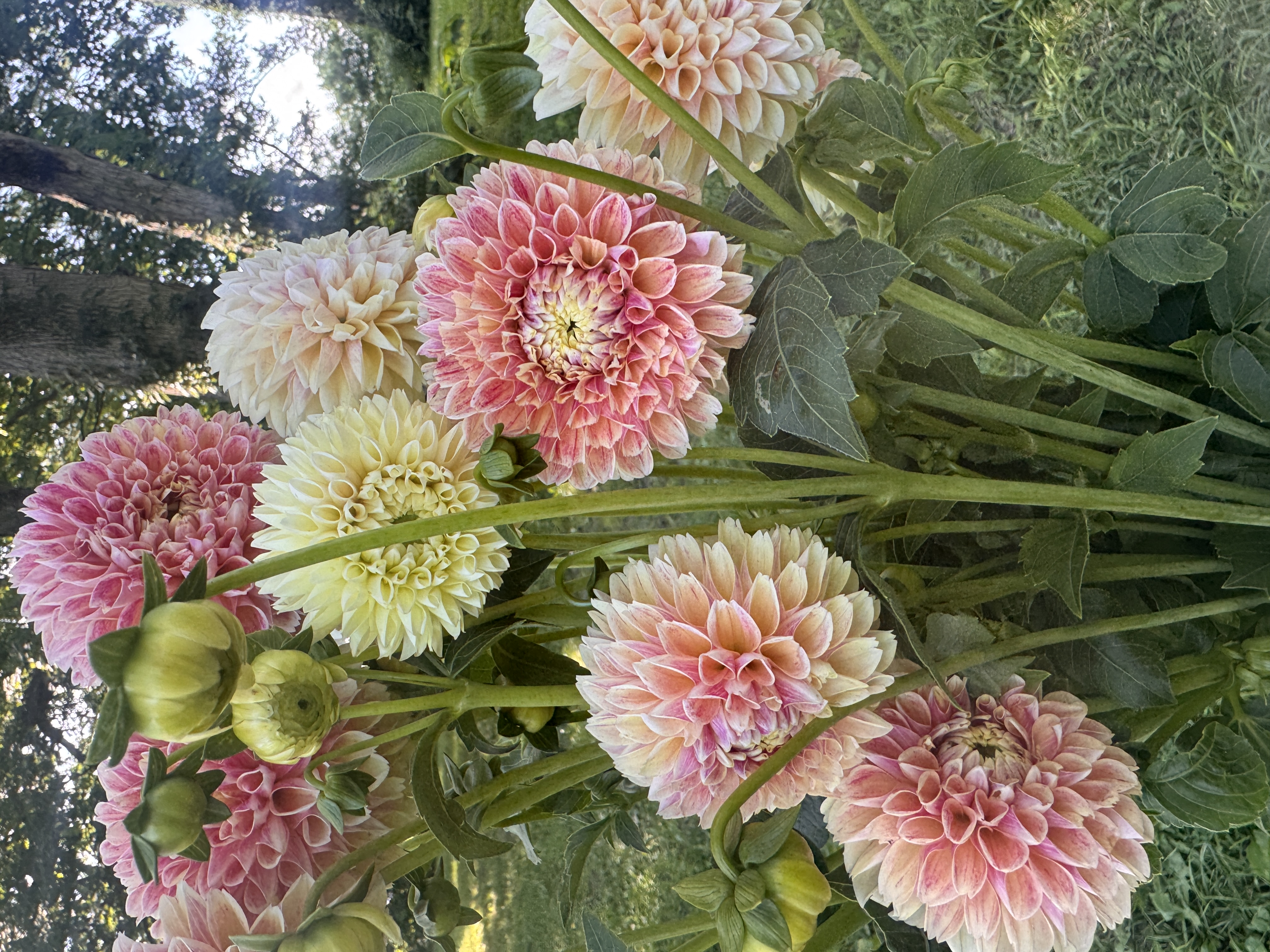 DAHLIA Sweet Suzanne