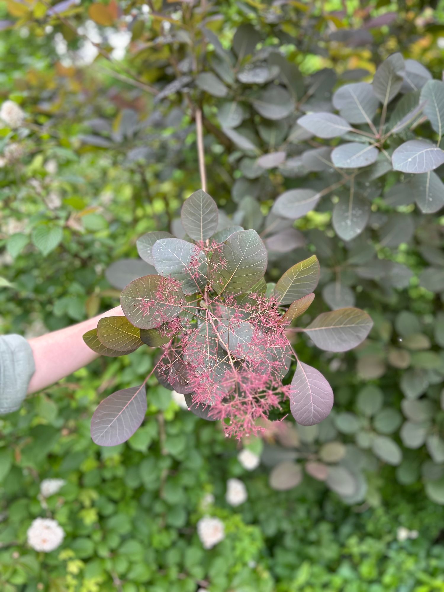 COTINUS coggygria