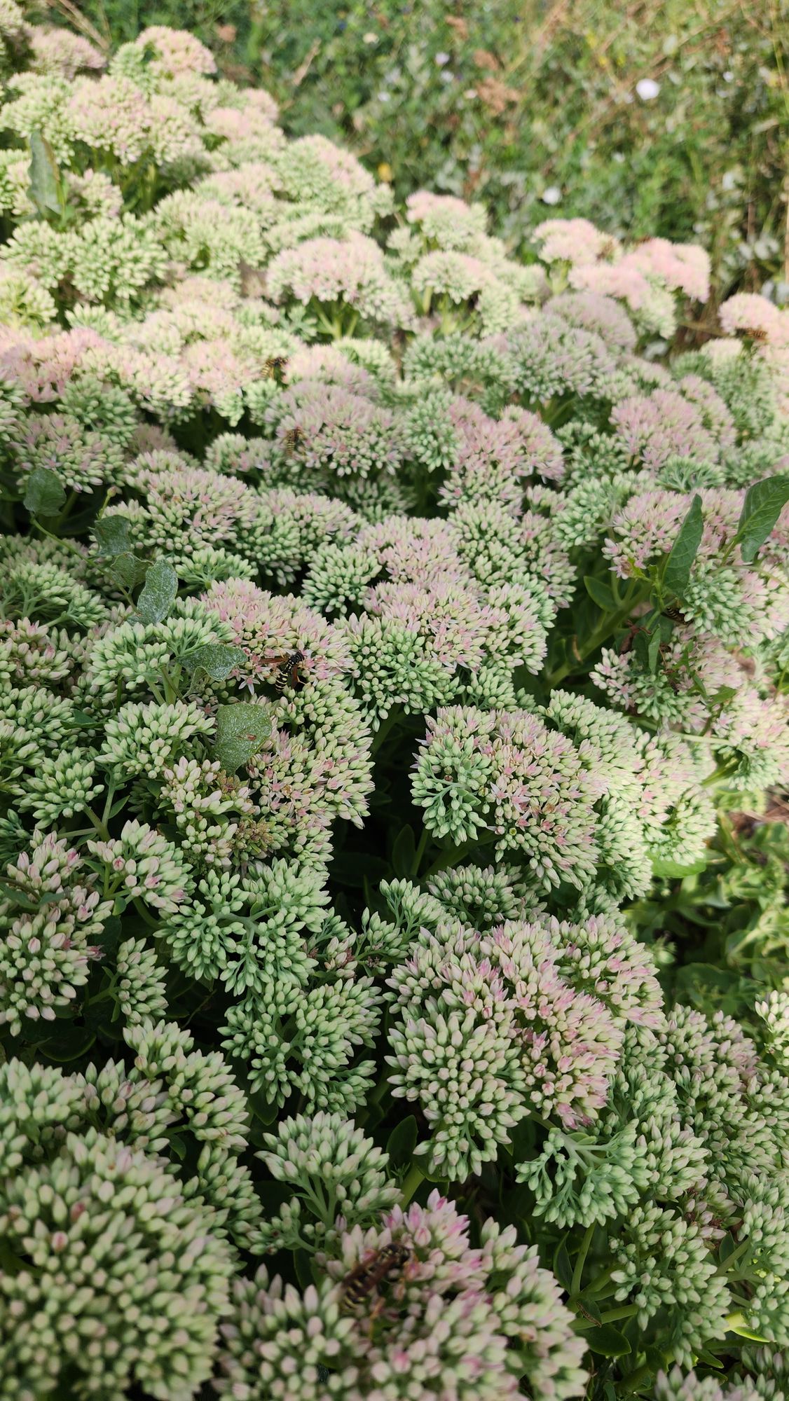 HYLOTELEPHIUM spectabile Autumn Joy