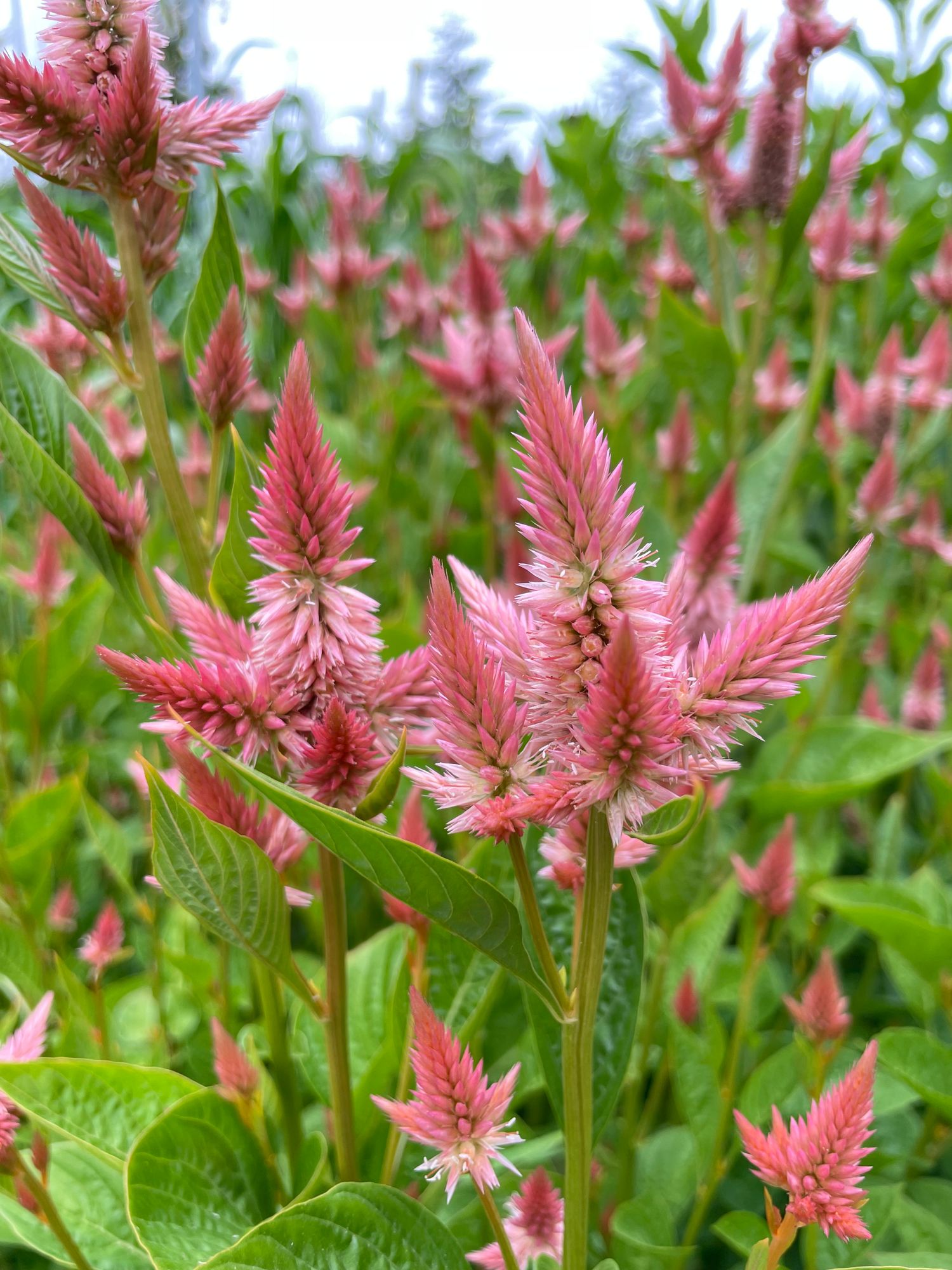 CELOSIA argentea spicata Celway Salmon