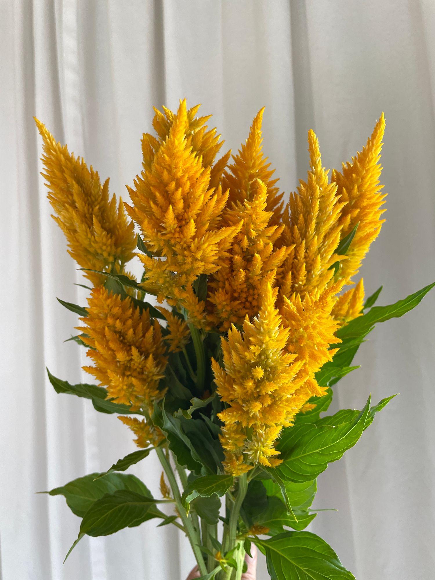 CELOSIA argentea var. plumosa Sunday Gold