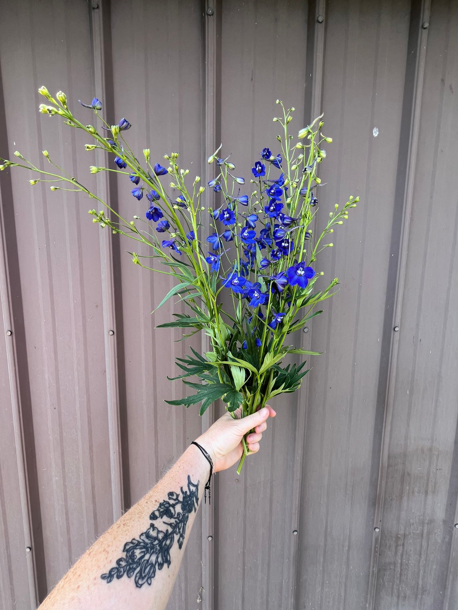 DELPHINIUM x belladonna Blue Donna