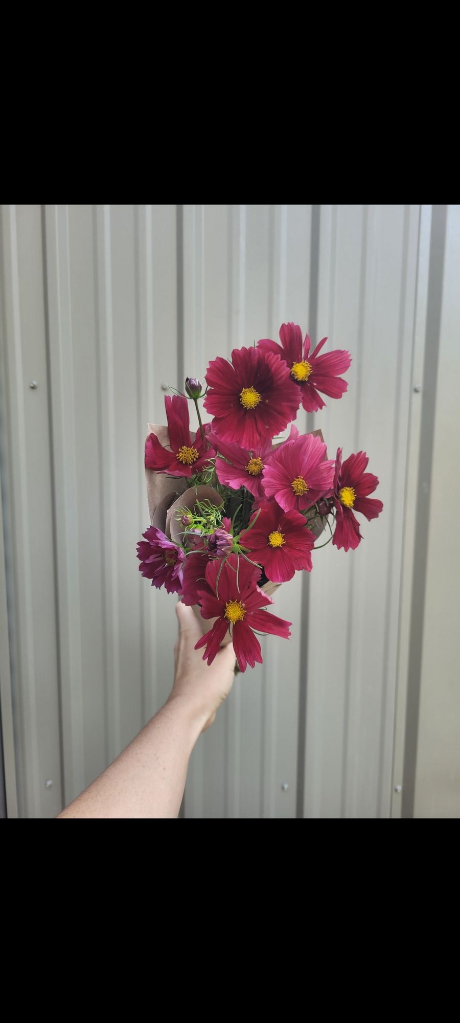 COSMOS bipinnatus Rubenza