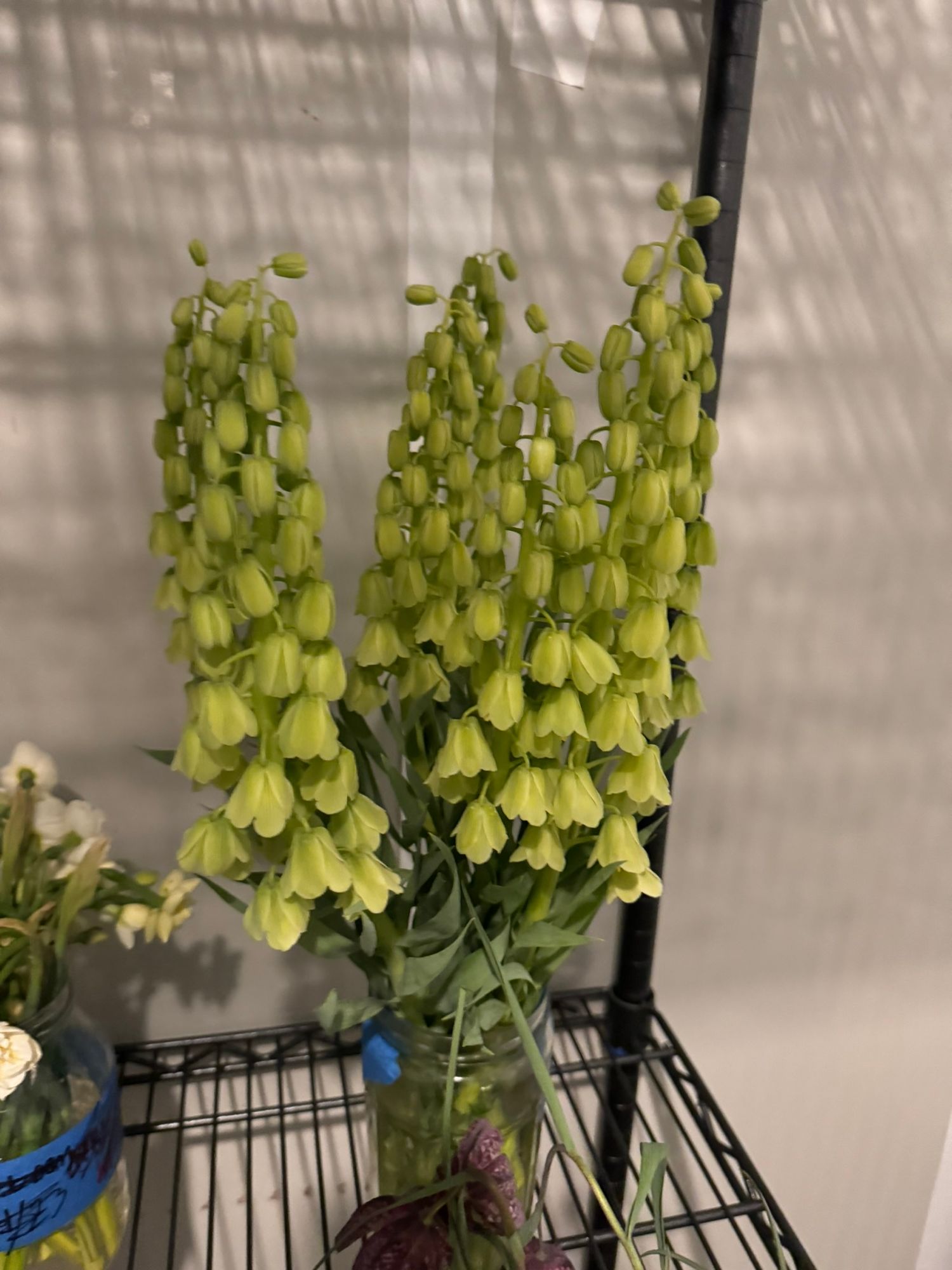 FRITILLARIA persica