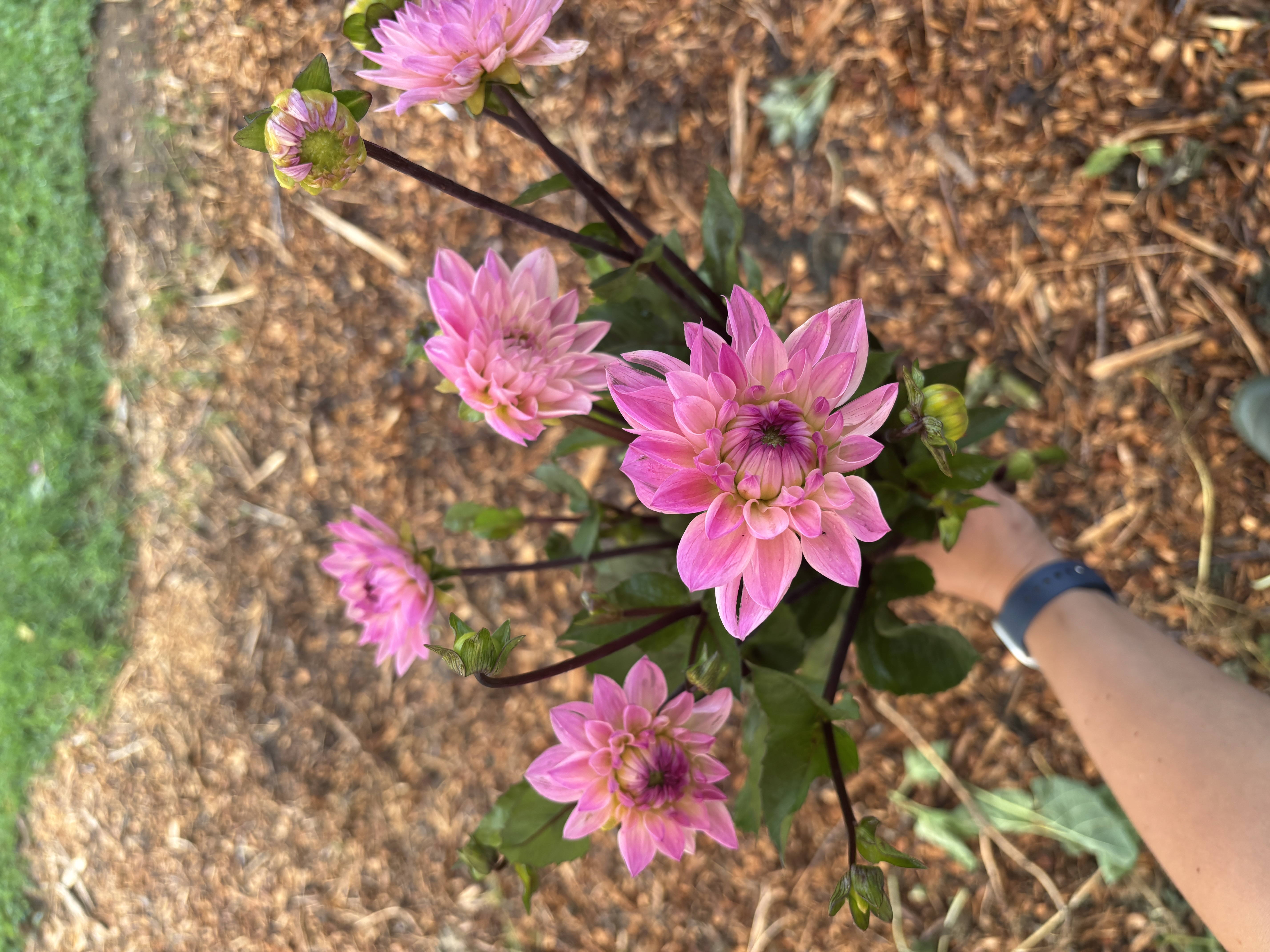 DAHLIA Karma Prospero