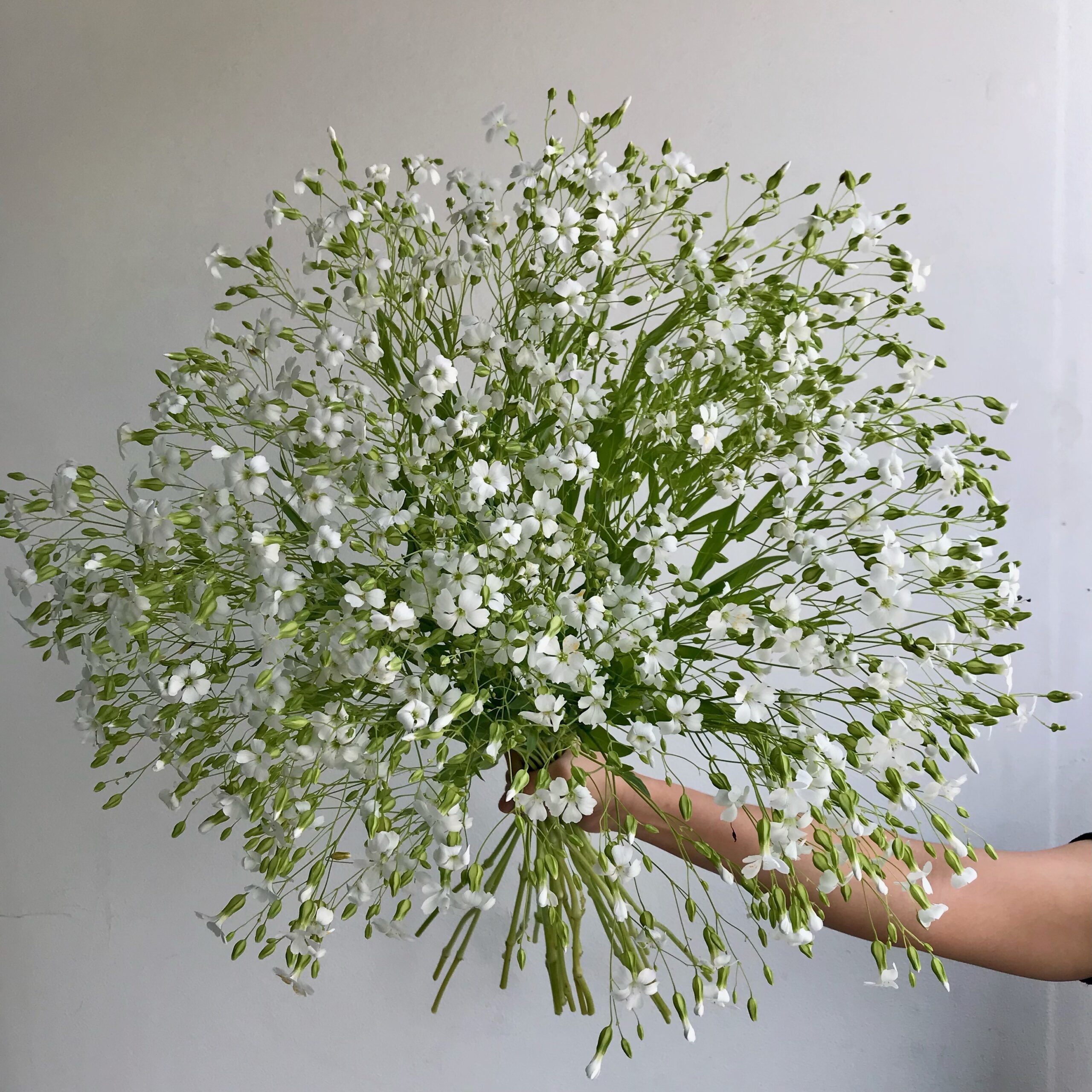 SAPONARIA officinalis