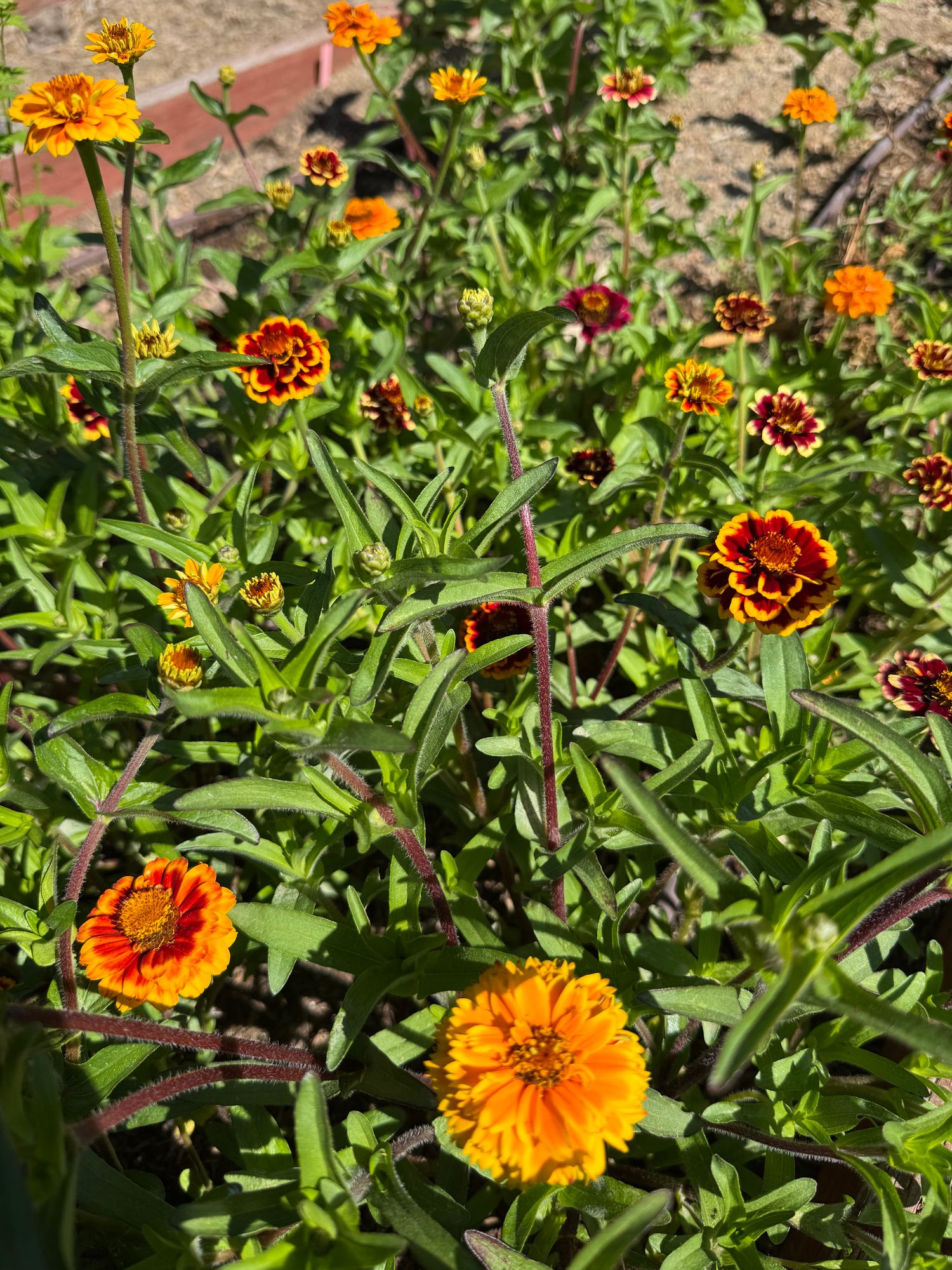 ZINNIA haageana Aztec Sunset