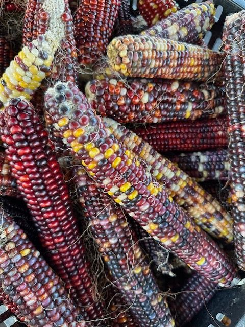ZEA mays