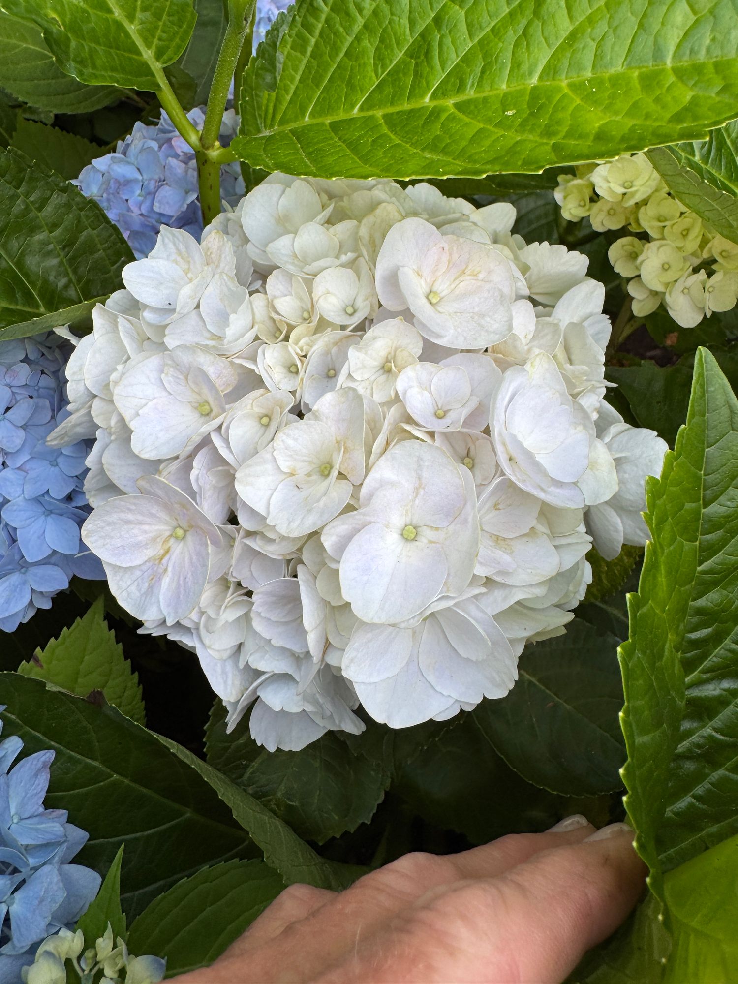 HYDRANGEA macrophylla