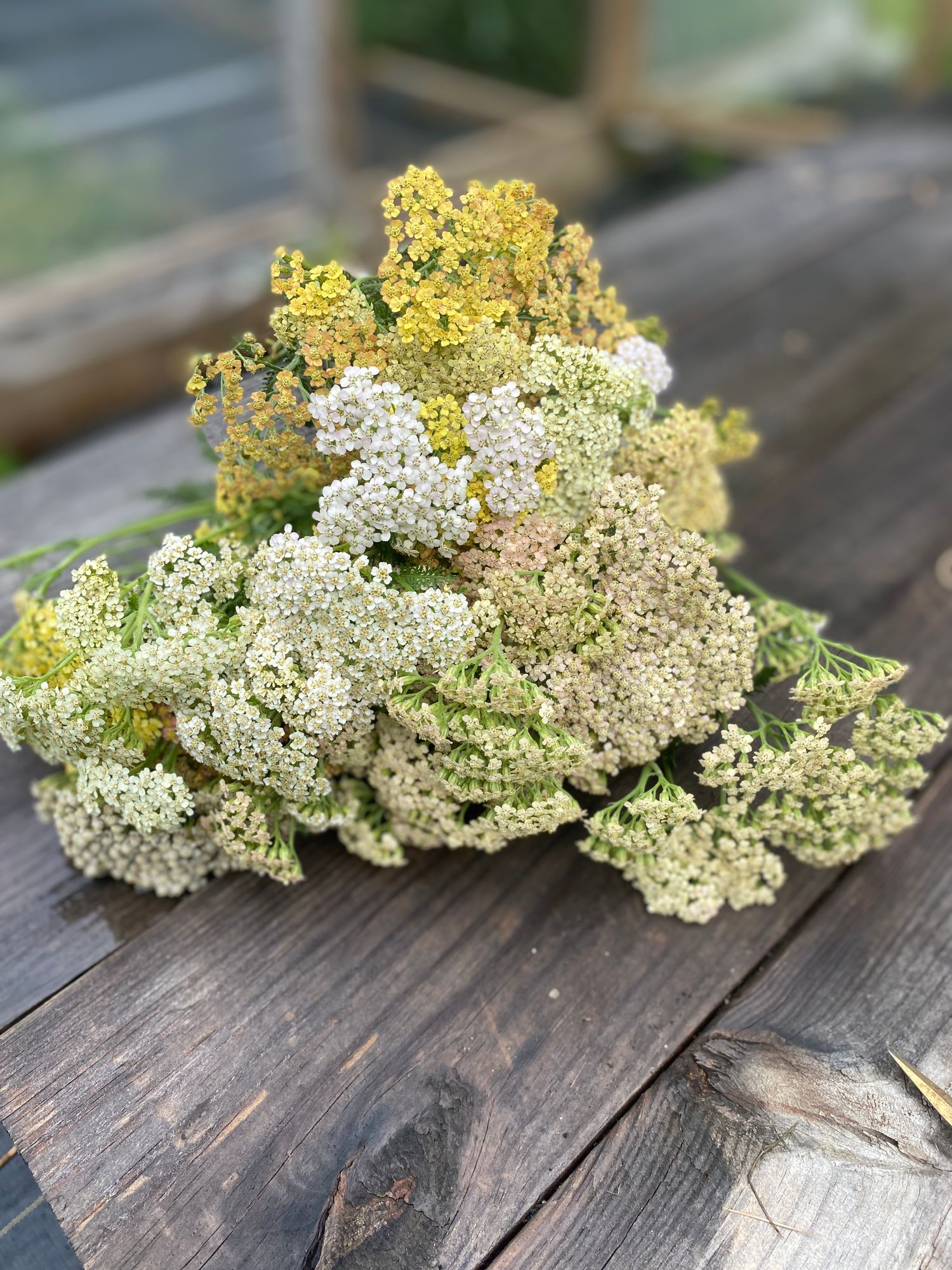 ACHILLEA filipendulina Cloth of Gold
