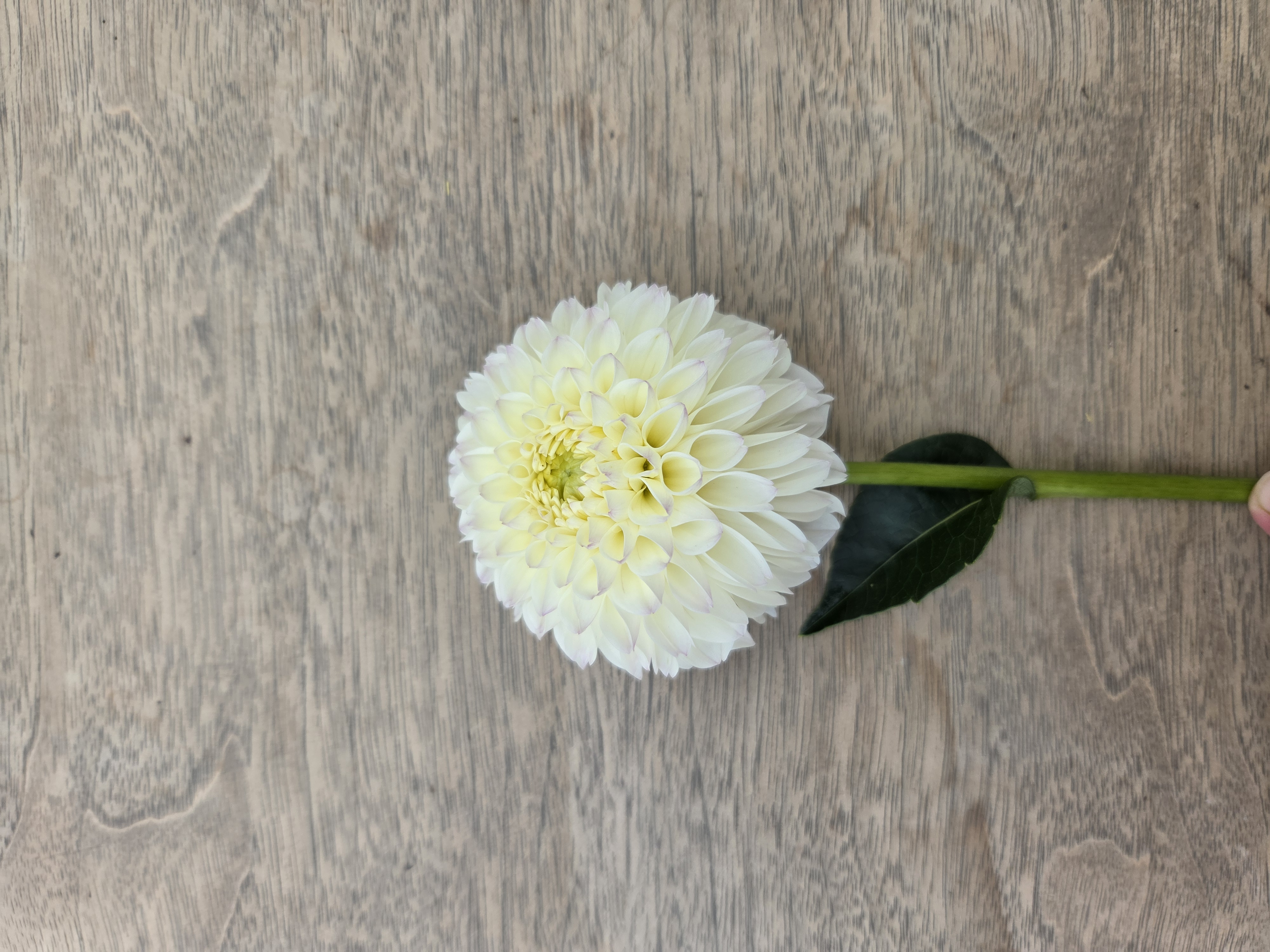 DAHLIA White Nettie