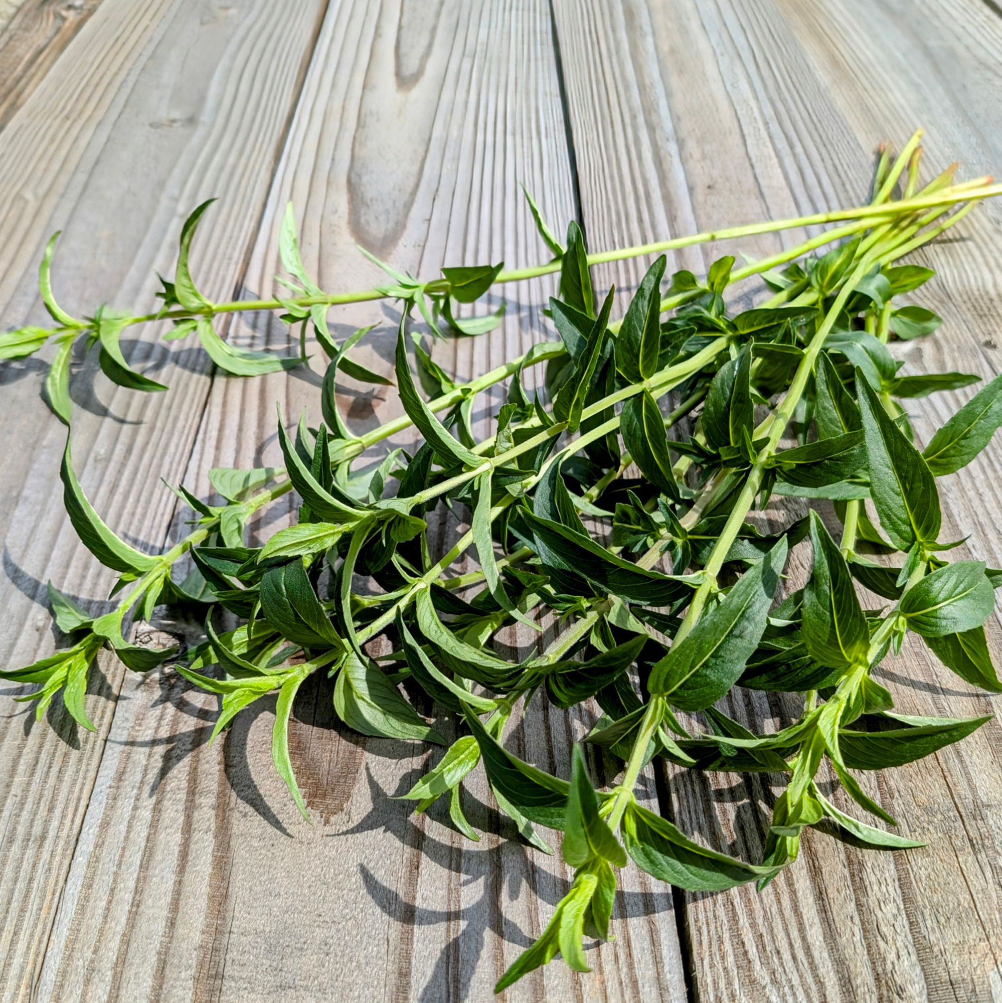 PYCNANTHEMUM muticum