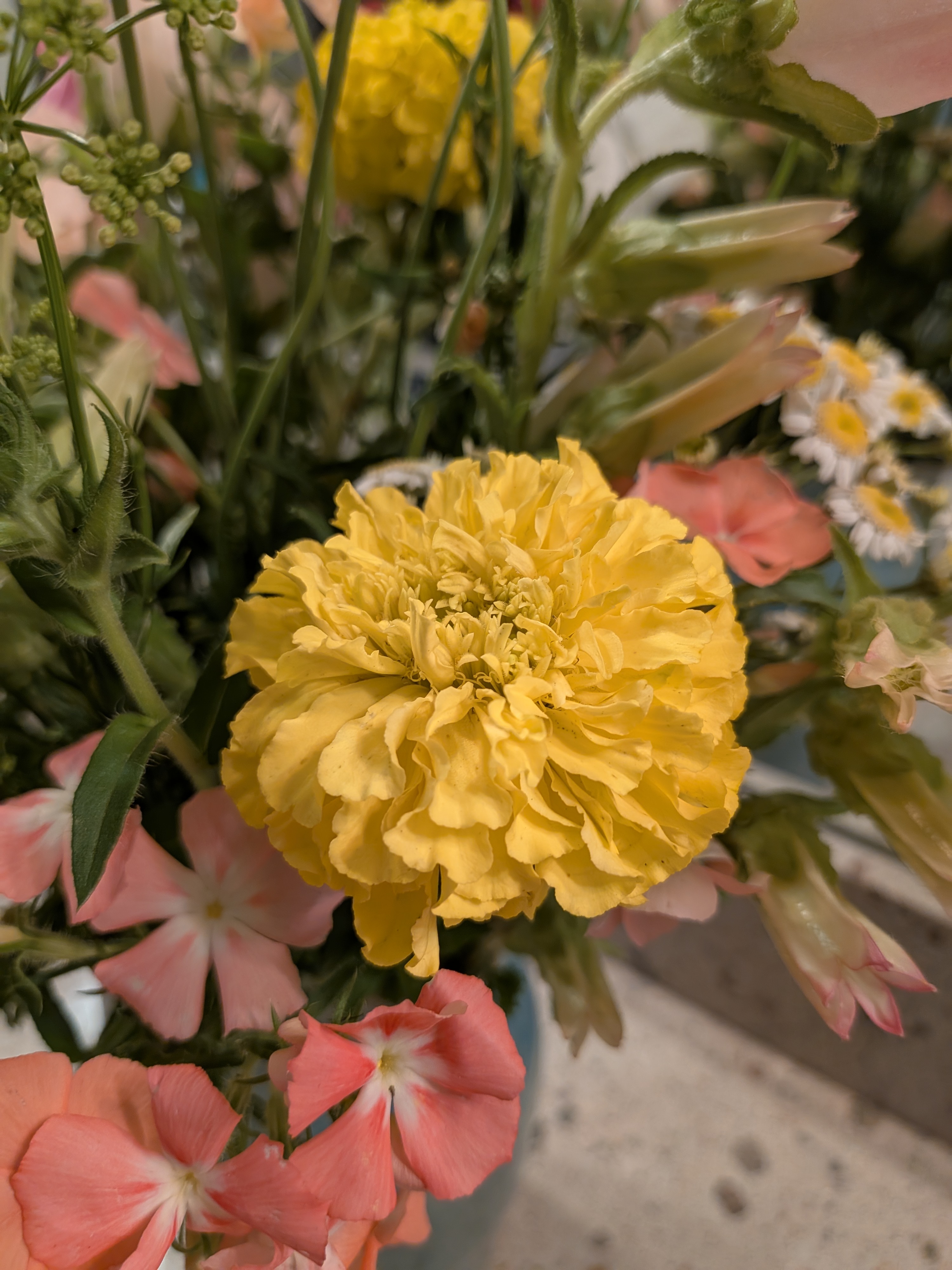 TAGETES erecta Yellow Supreme