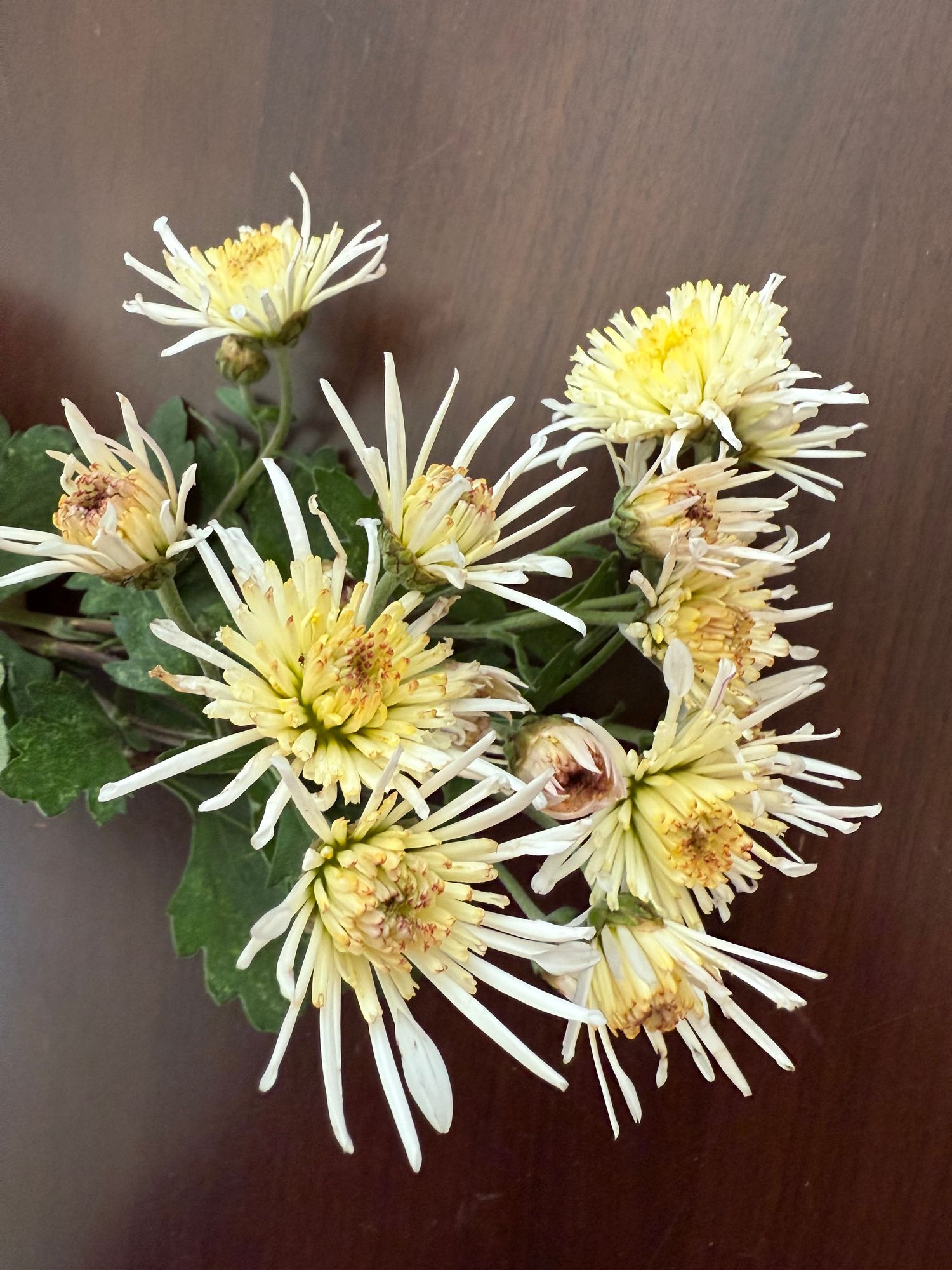 CHRYSANTHEMUM Vesuvio