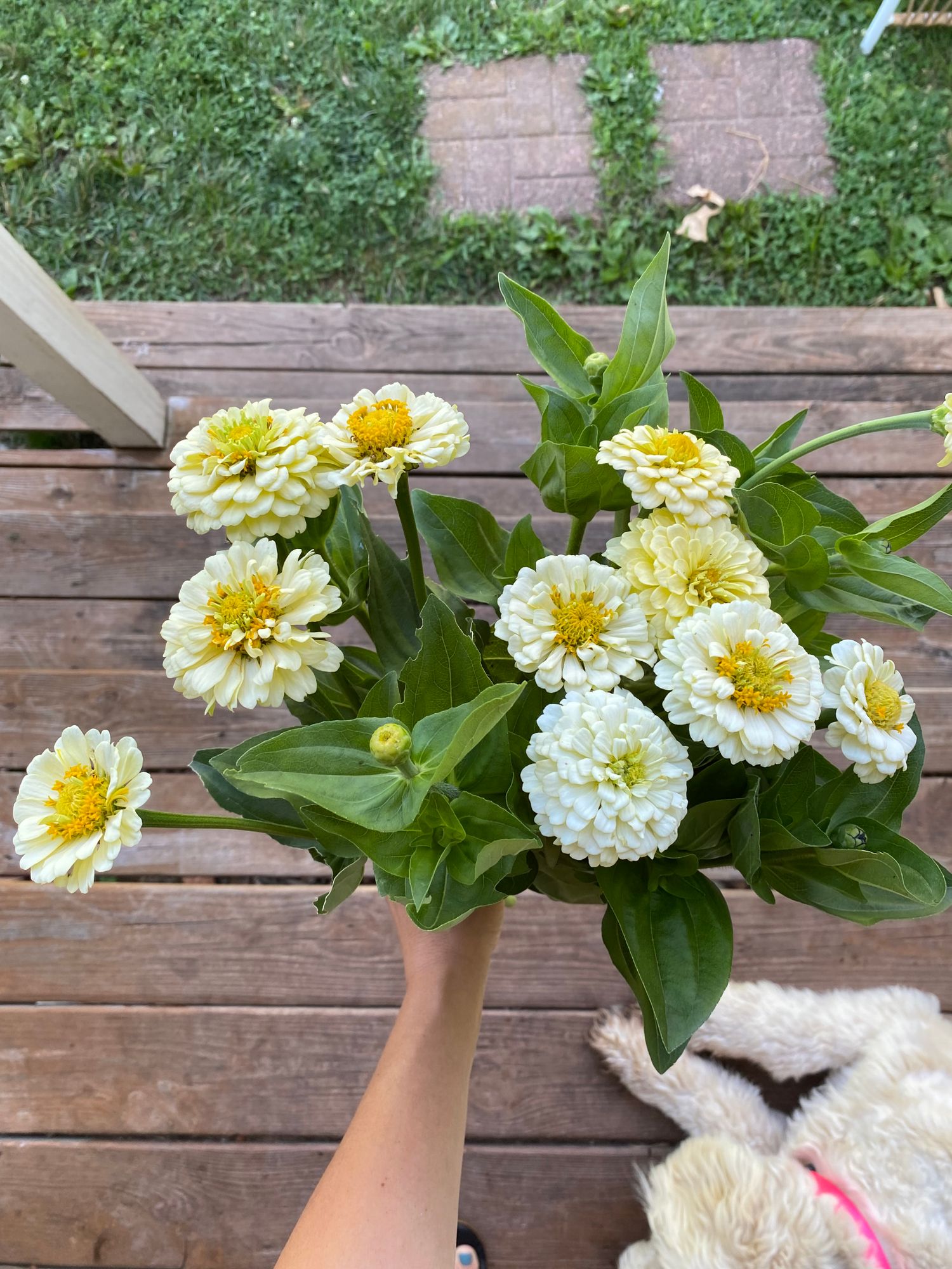 ZINNIA elegans Oklahoma Series