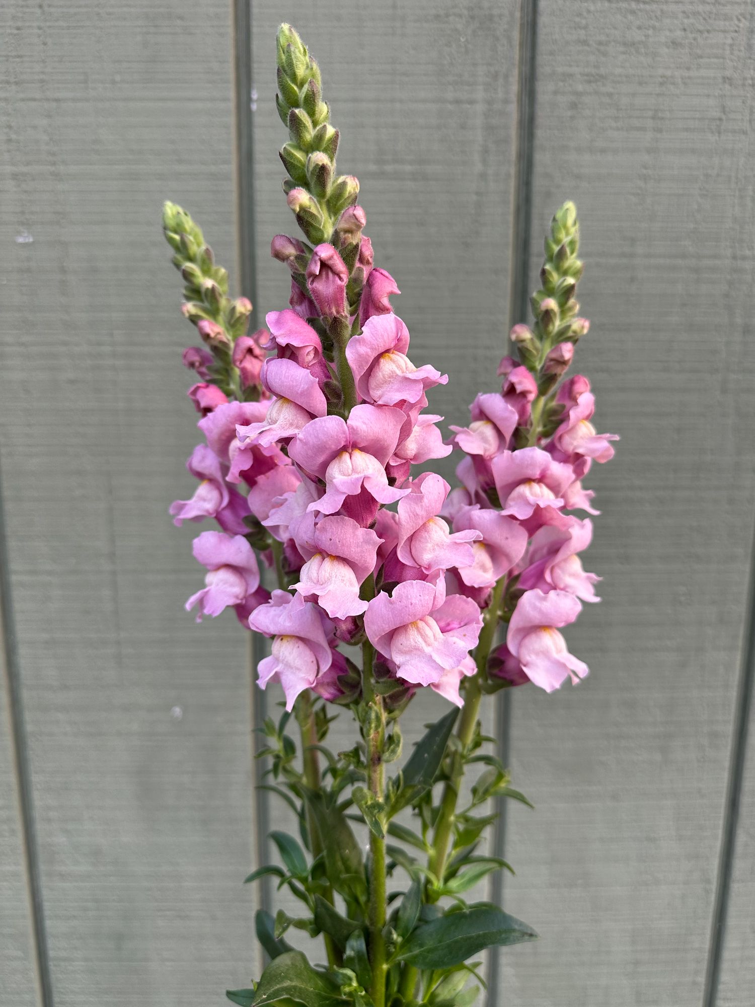ANTIRRHINUM majus Potomac Lavender