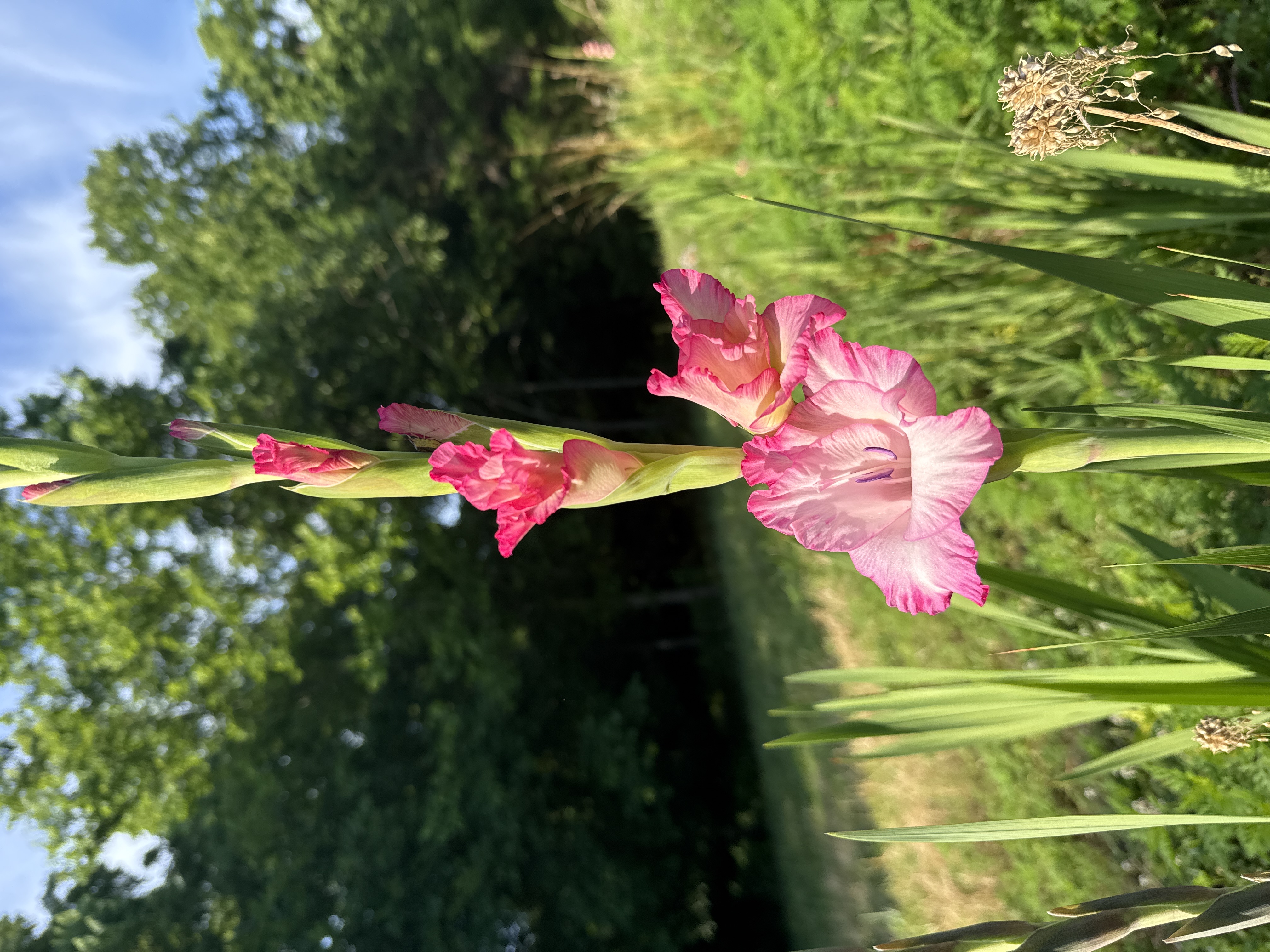 GLADIOLUS