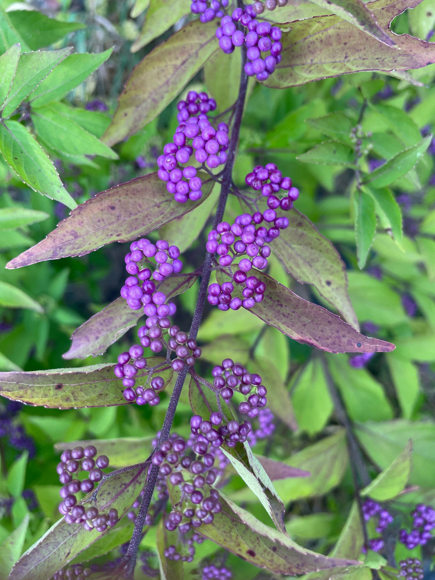 CALLICARPA americana