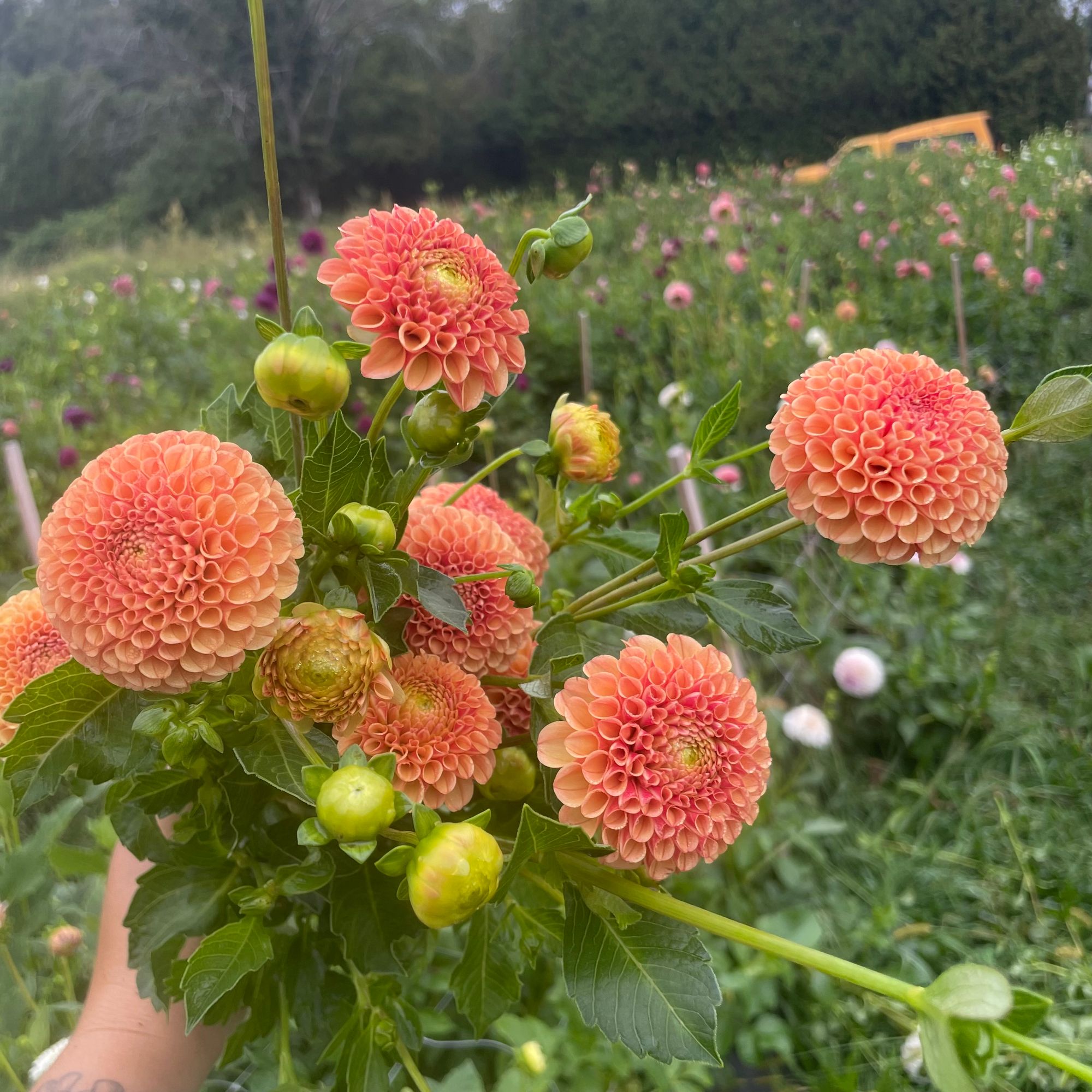 DAHLIA Amber Queen