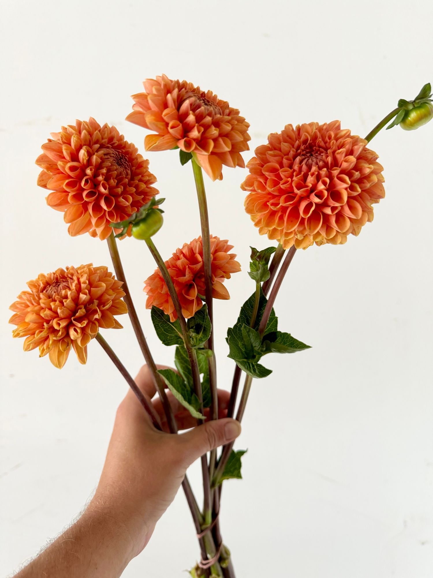 DAHLIA Sylvia