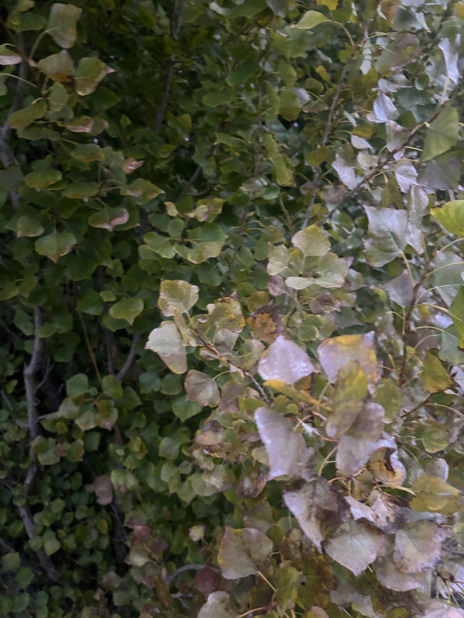 POPULUS nigra Italica