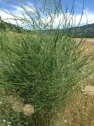 ASPARAGUS officinalis