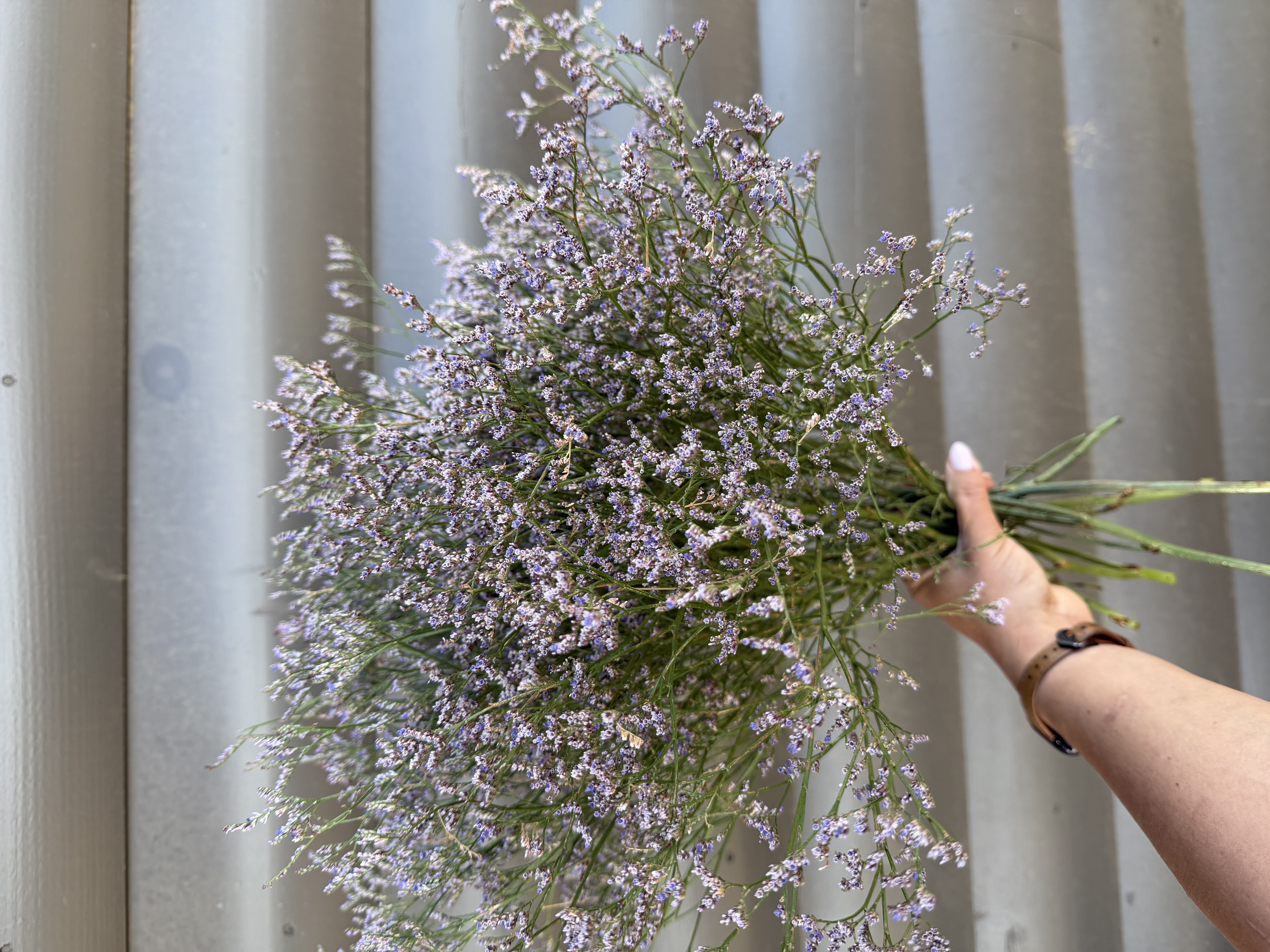 LIMONIUM sinensis Sensy Tip Top