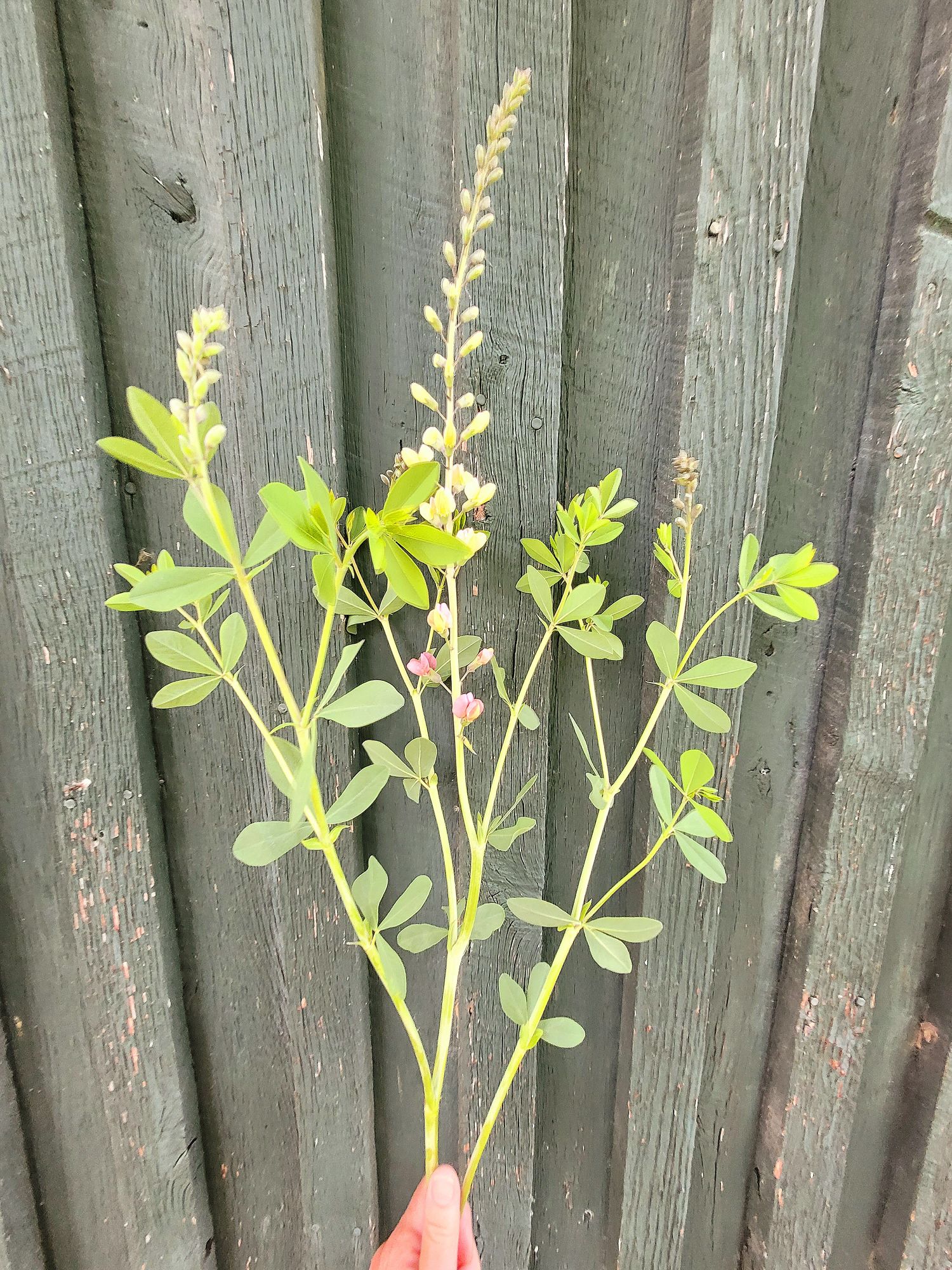 BAPTISIA x Pink Lemonade