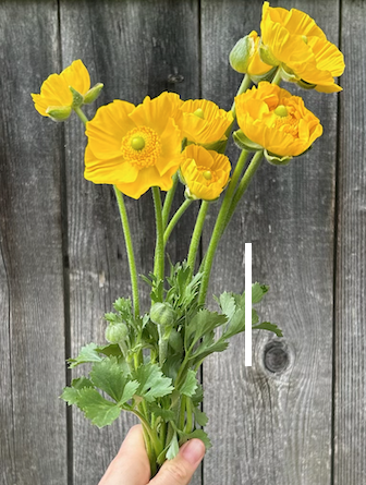 RANUNCULUS Tecolote Gold Jumbo