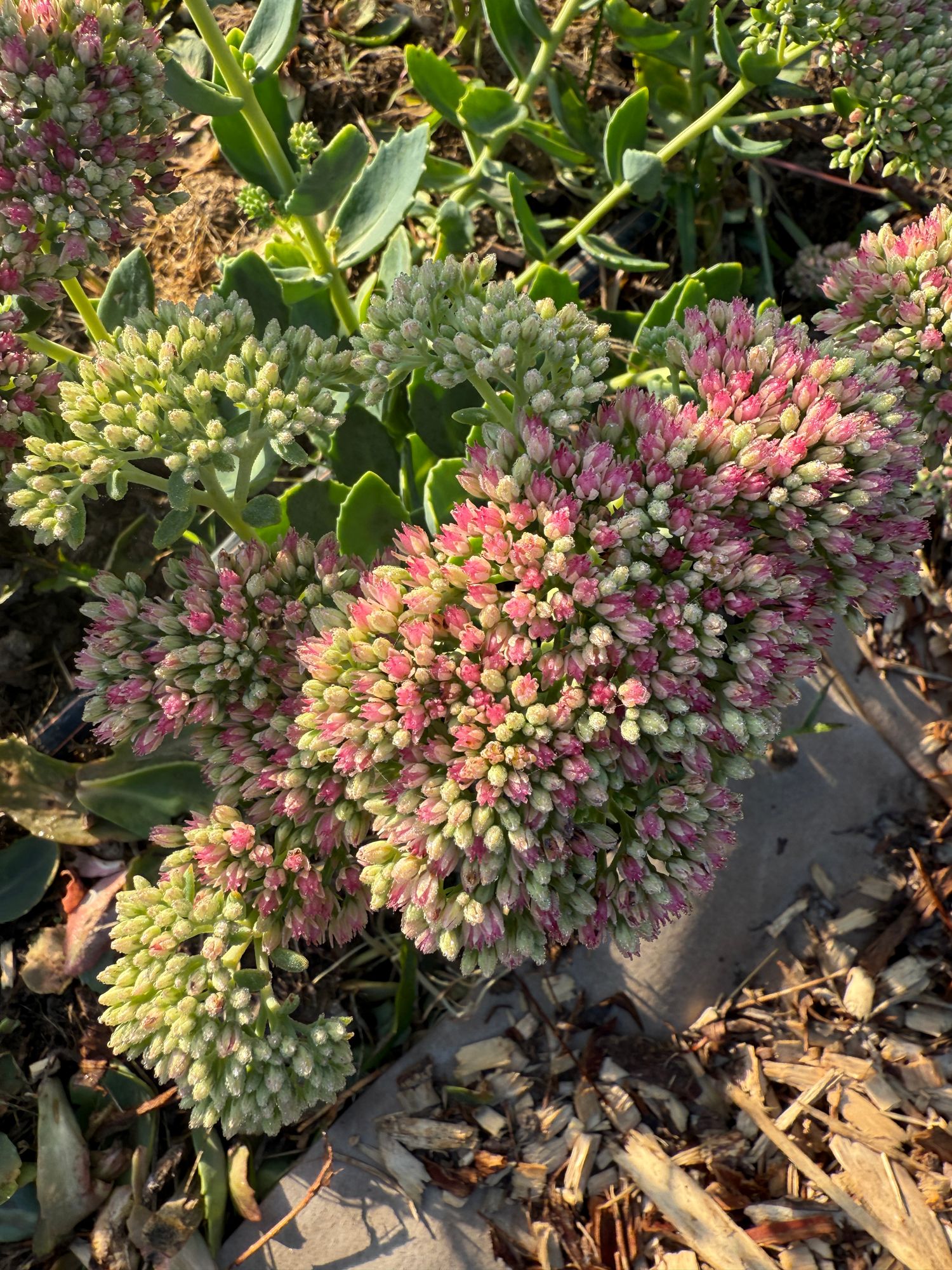 SEDUM
