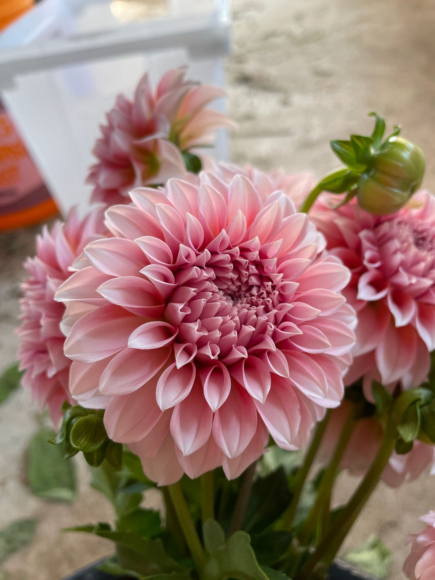 DAHLIA Peaches n Cream