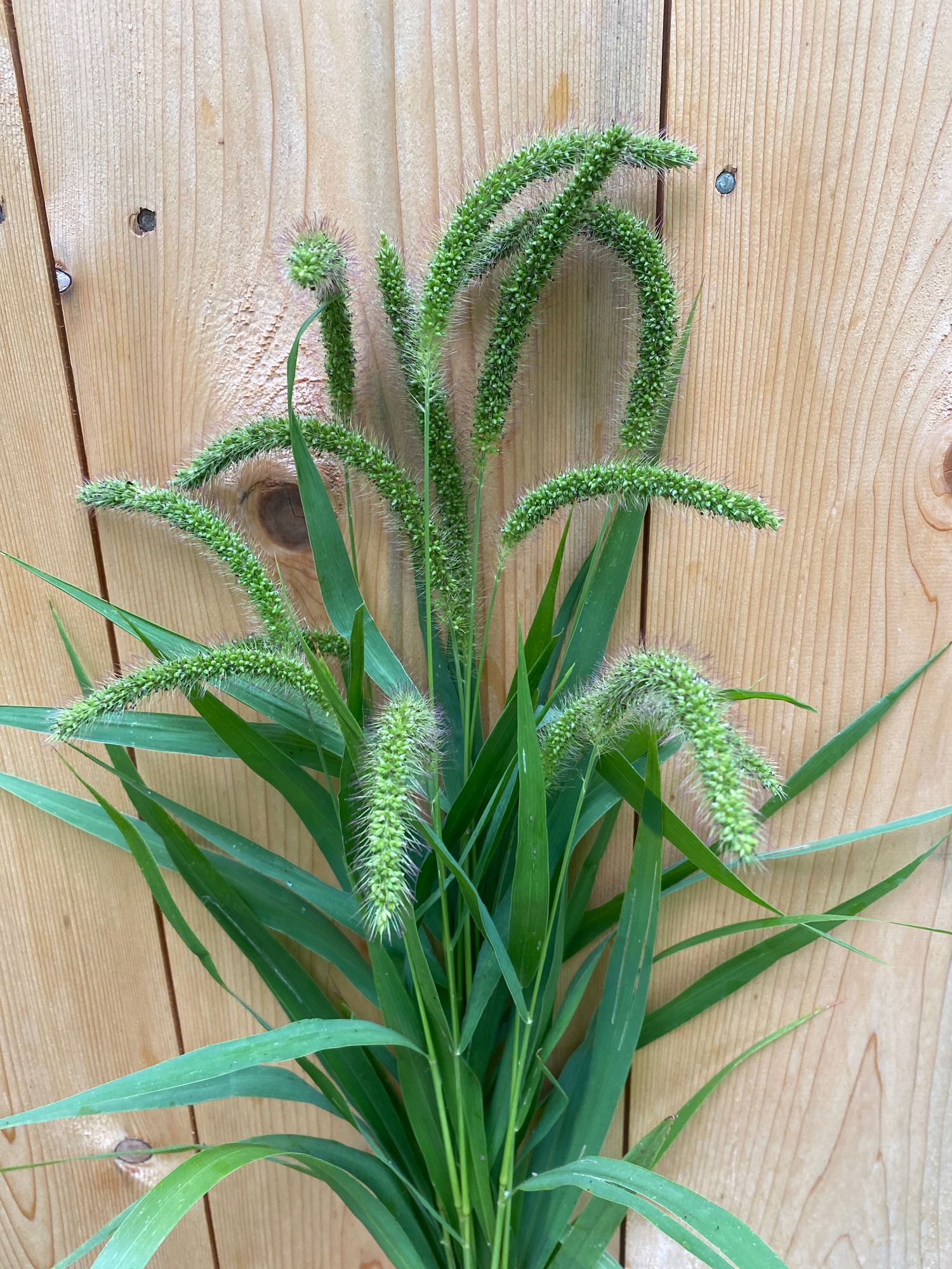SETARIA