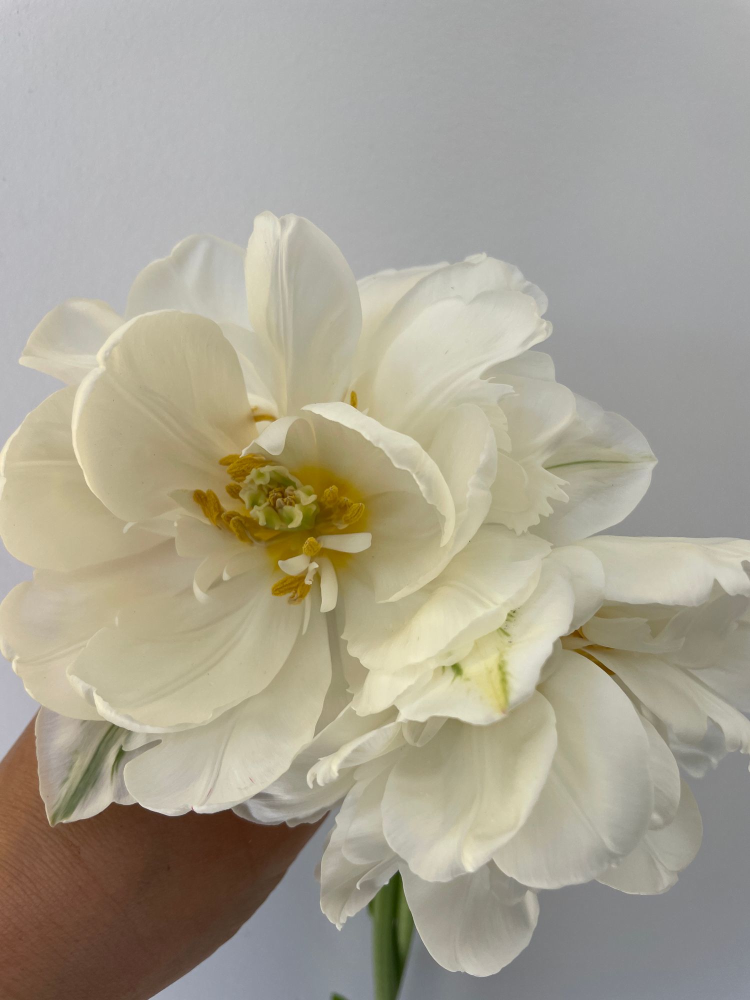 TULIPA Mondial
