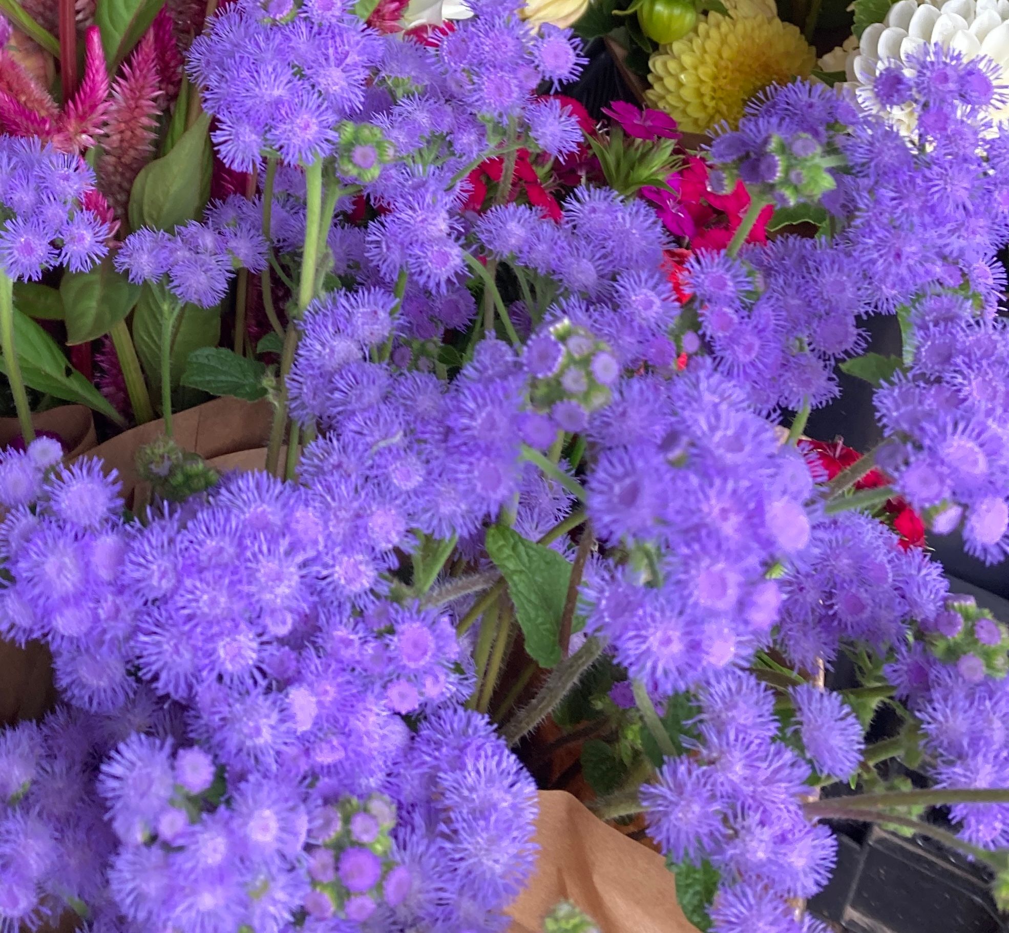 AGERATUM houstonianum Blue Horizon