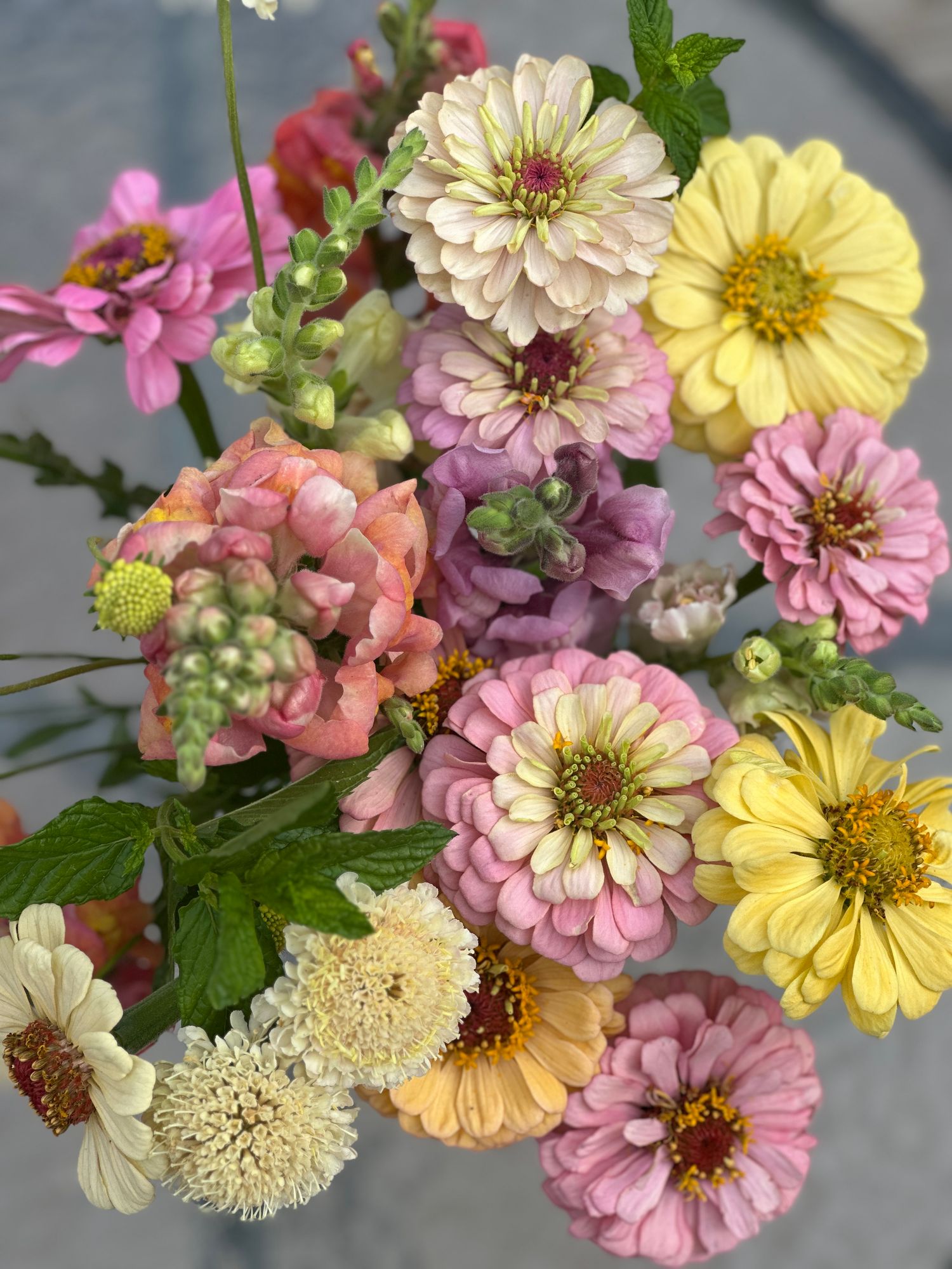 ZINNIA