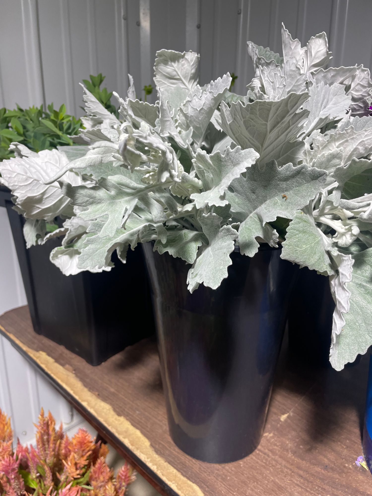 SENECIO cineraria