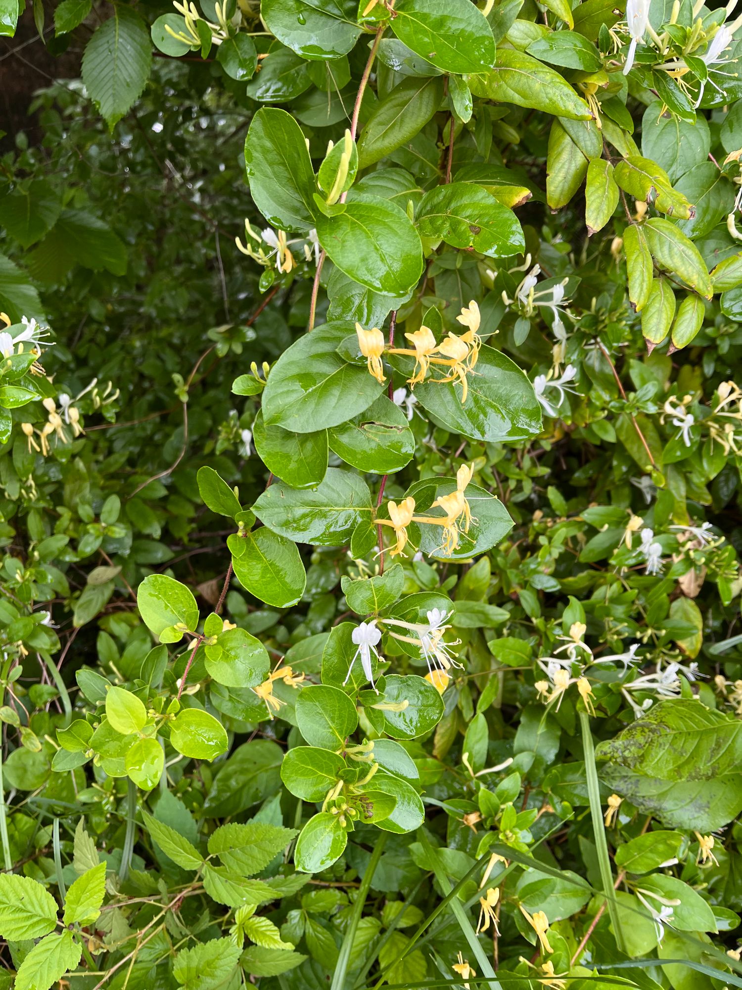 LONICERA japonica
