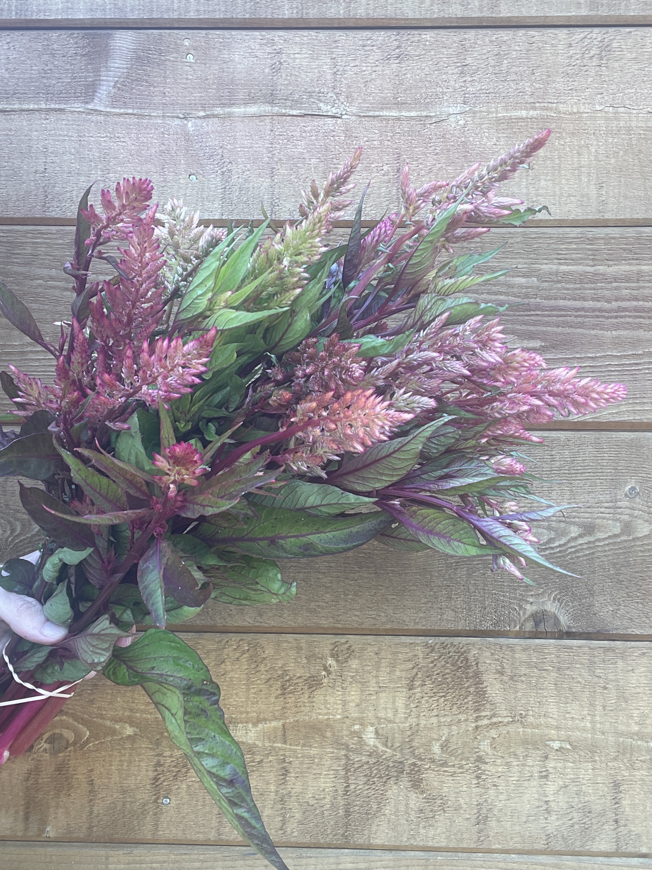 CELOSIA argentea var. plumosa Texas Plume Vintage Rose
