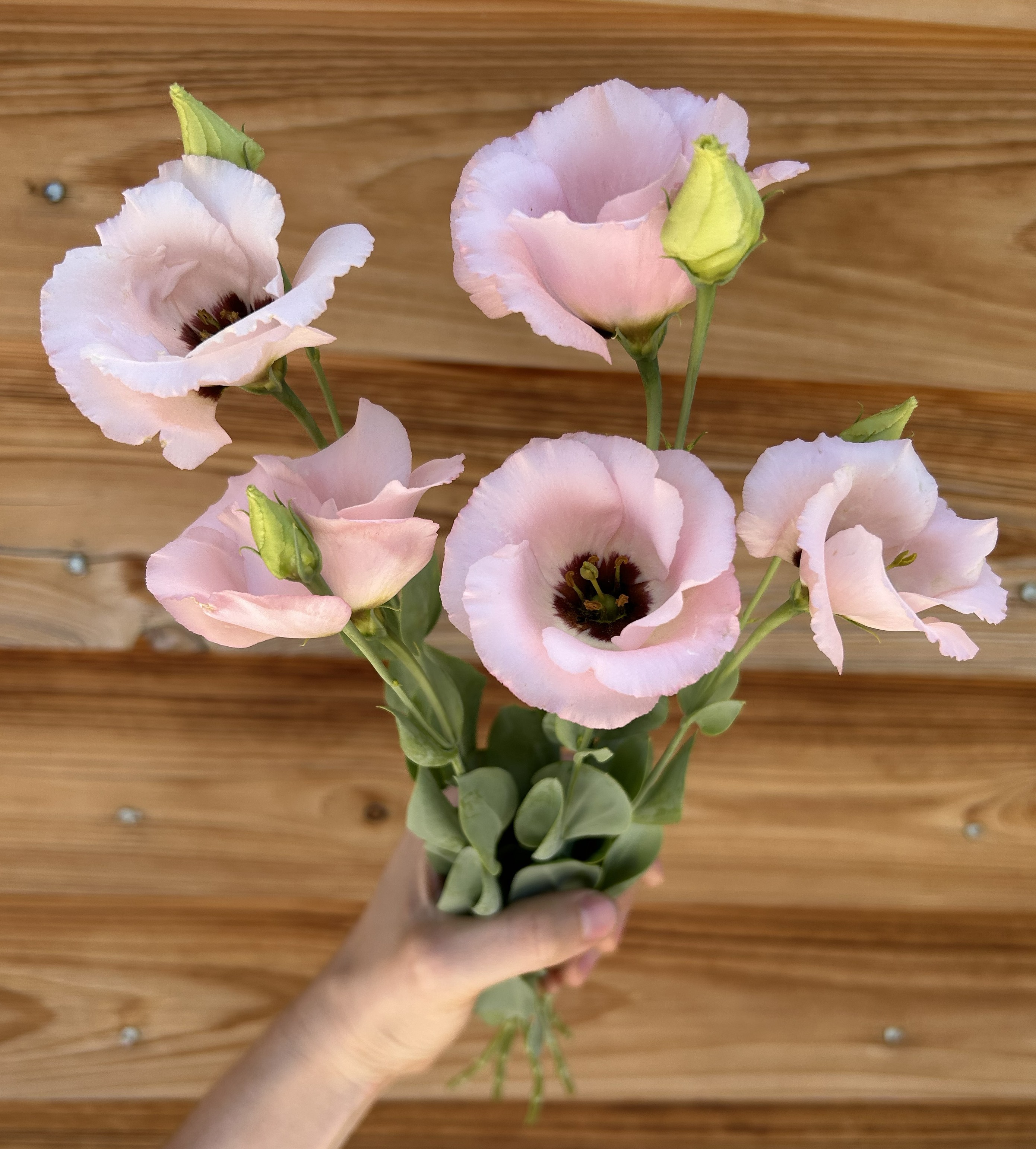 EUSTOMA grandiflorum Corelli Light Pink