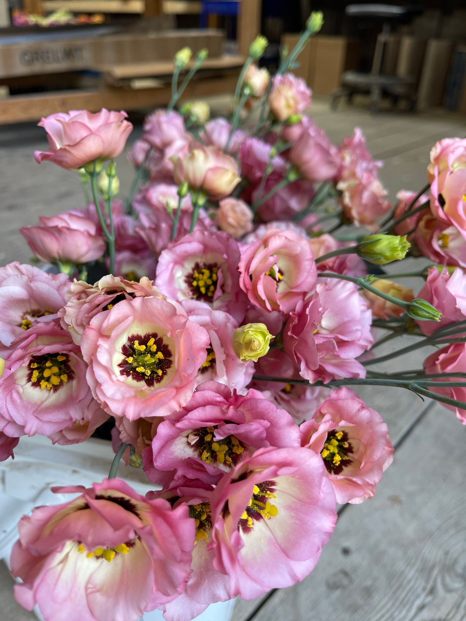 EUSTOMA grandiflorum Little Summer 1 Orange