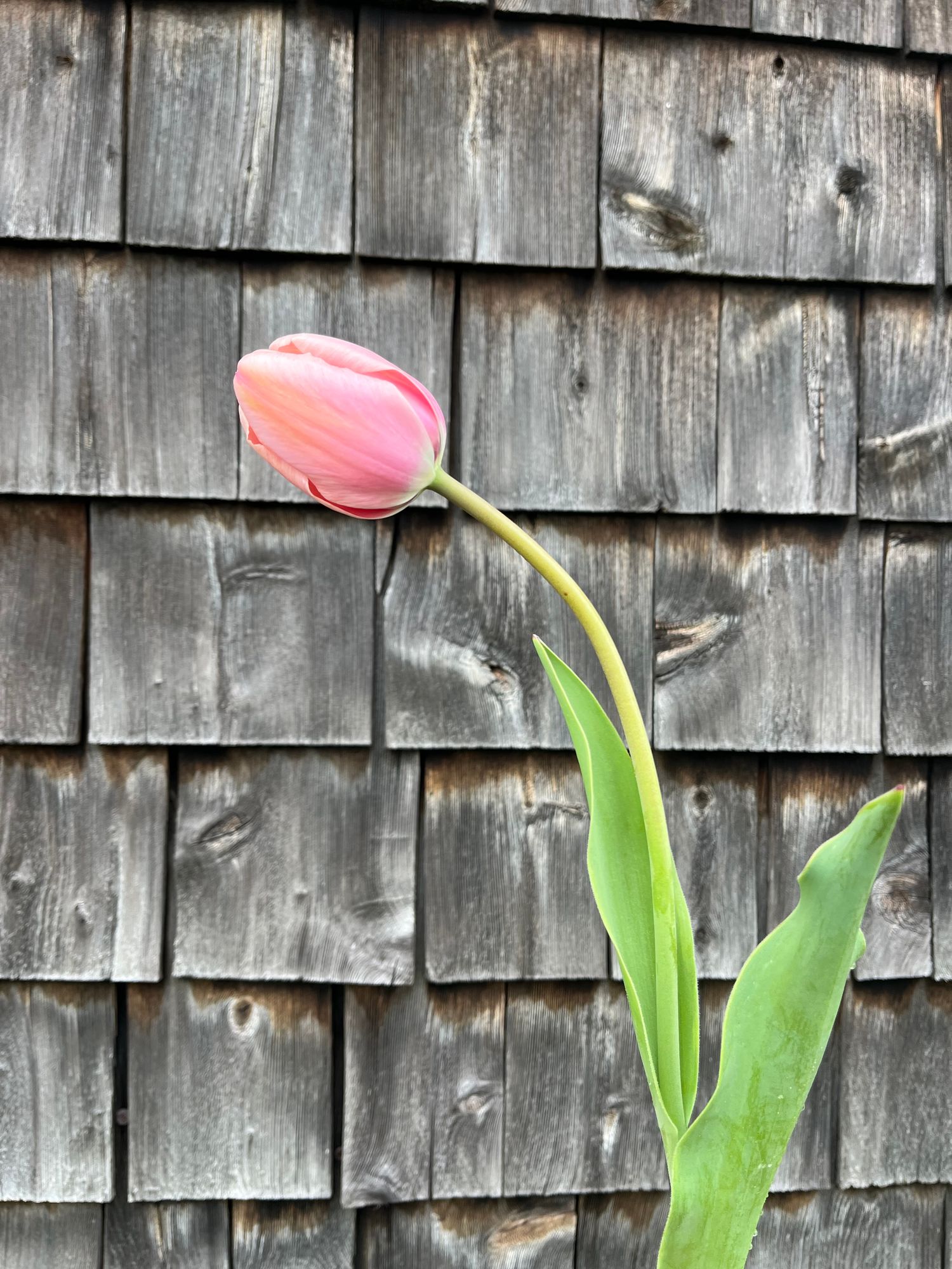 TULIPA Salmon Impression