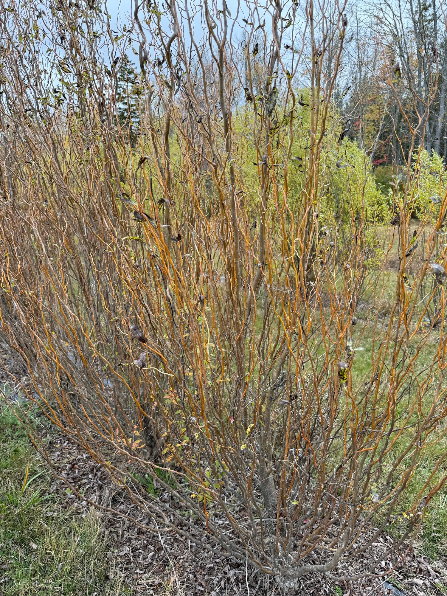 SALIX x Golden Curls