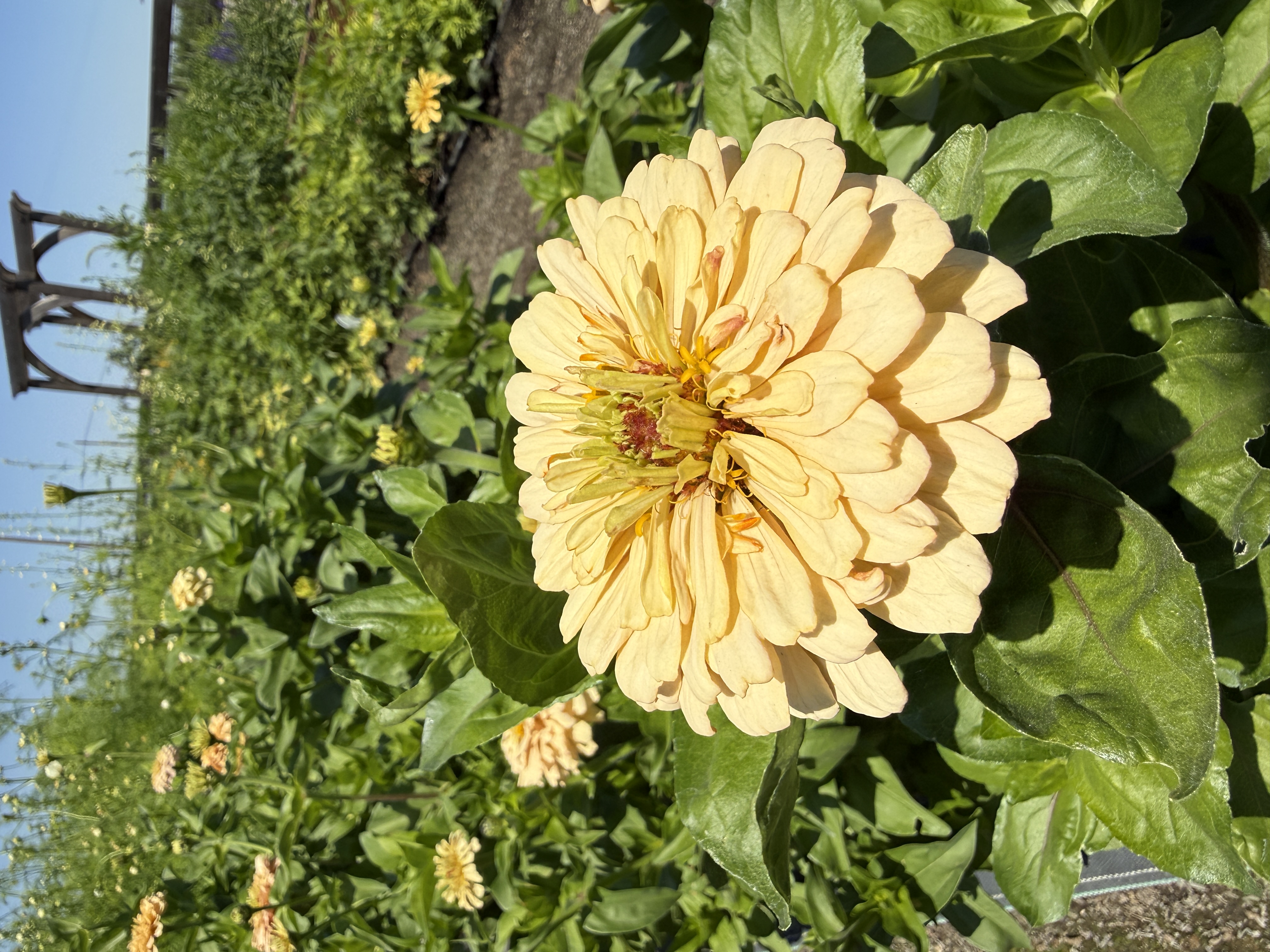 ZINNIA elegans Linen