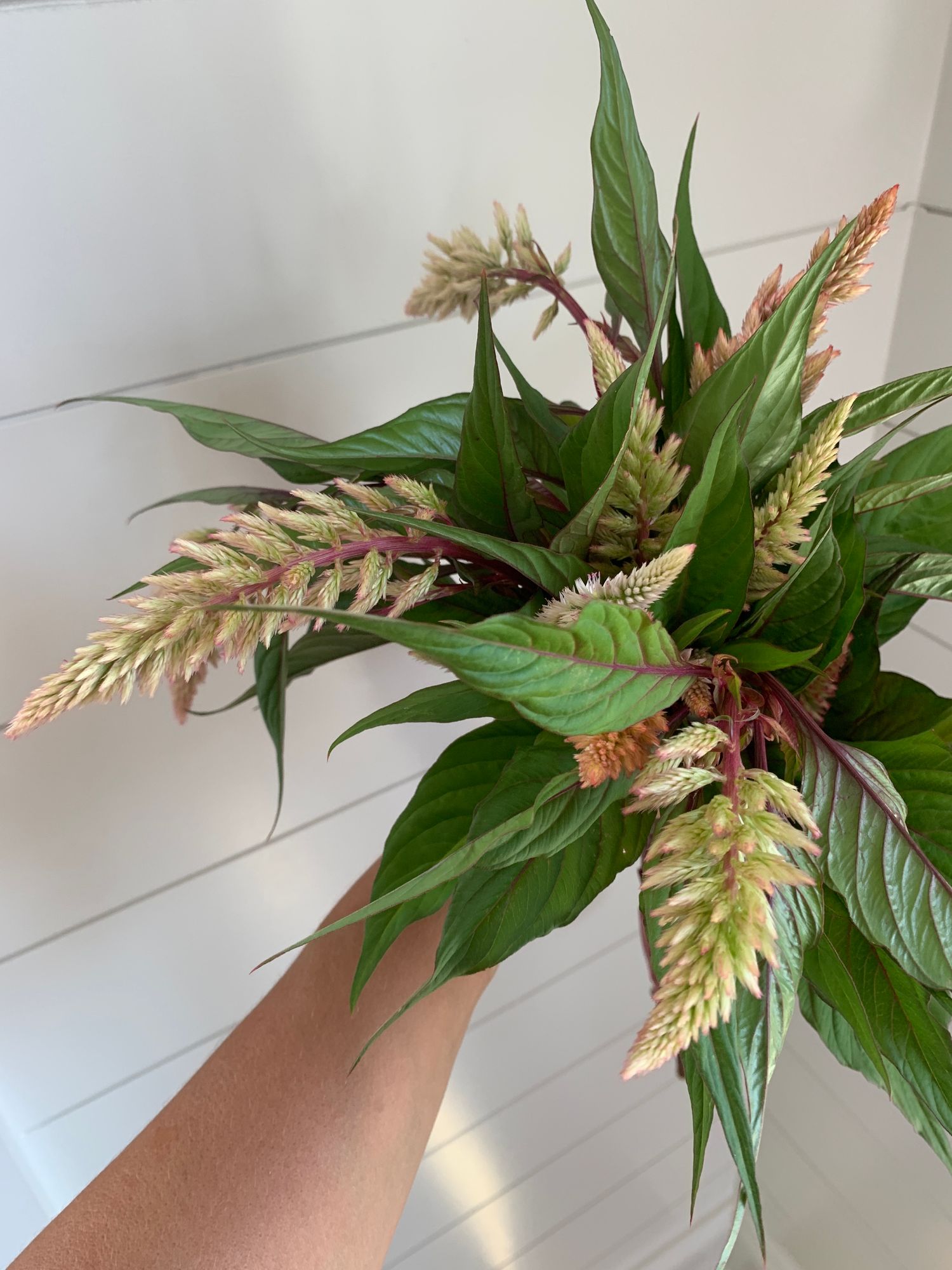 CELOSIA argentea