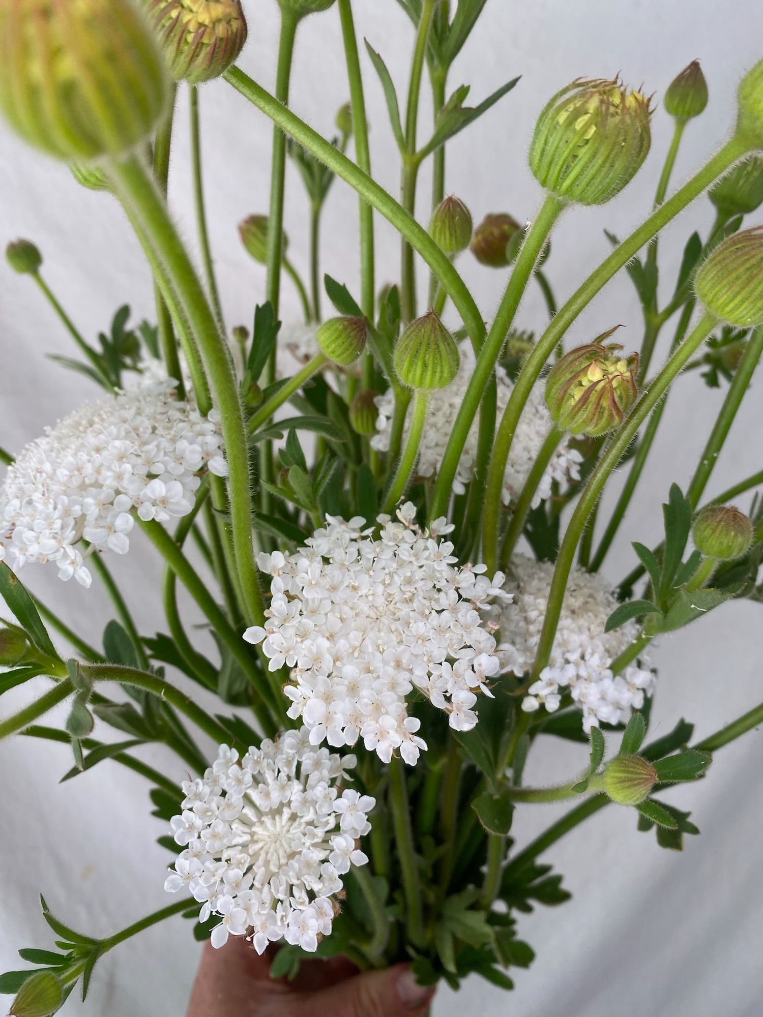 TRACHYMENE coeruleum Lacy White