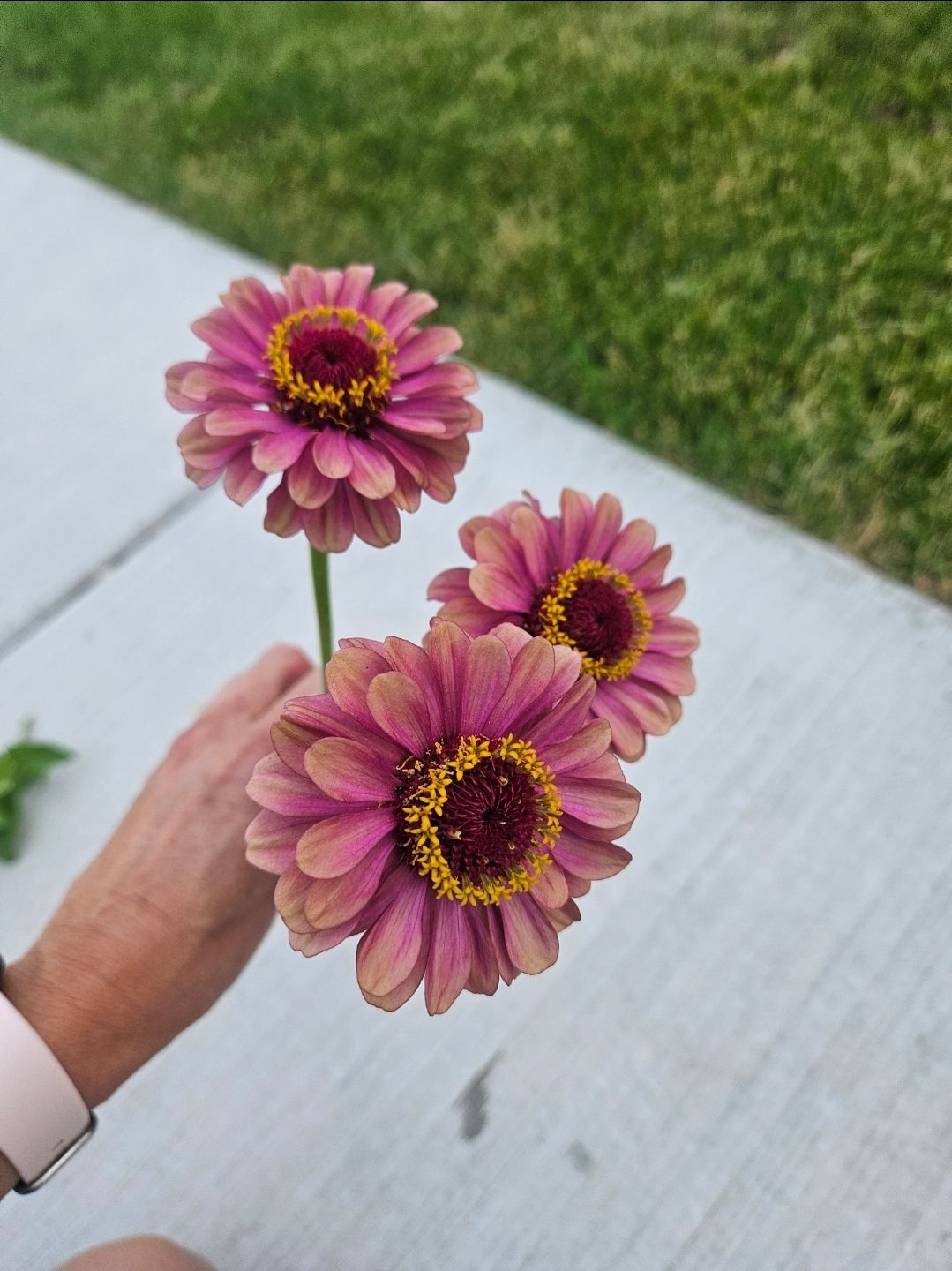 ZINNIA elegans Queeny Lime Red