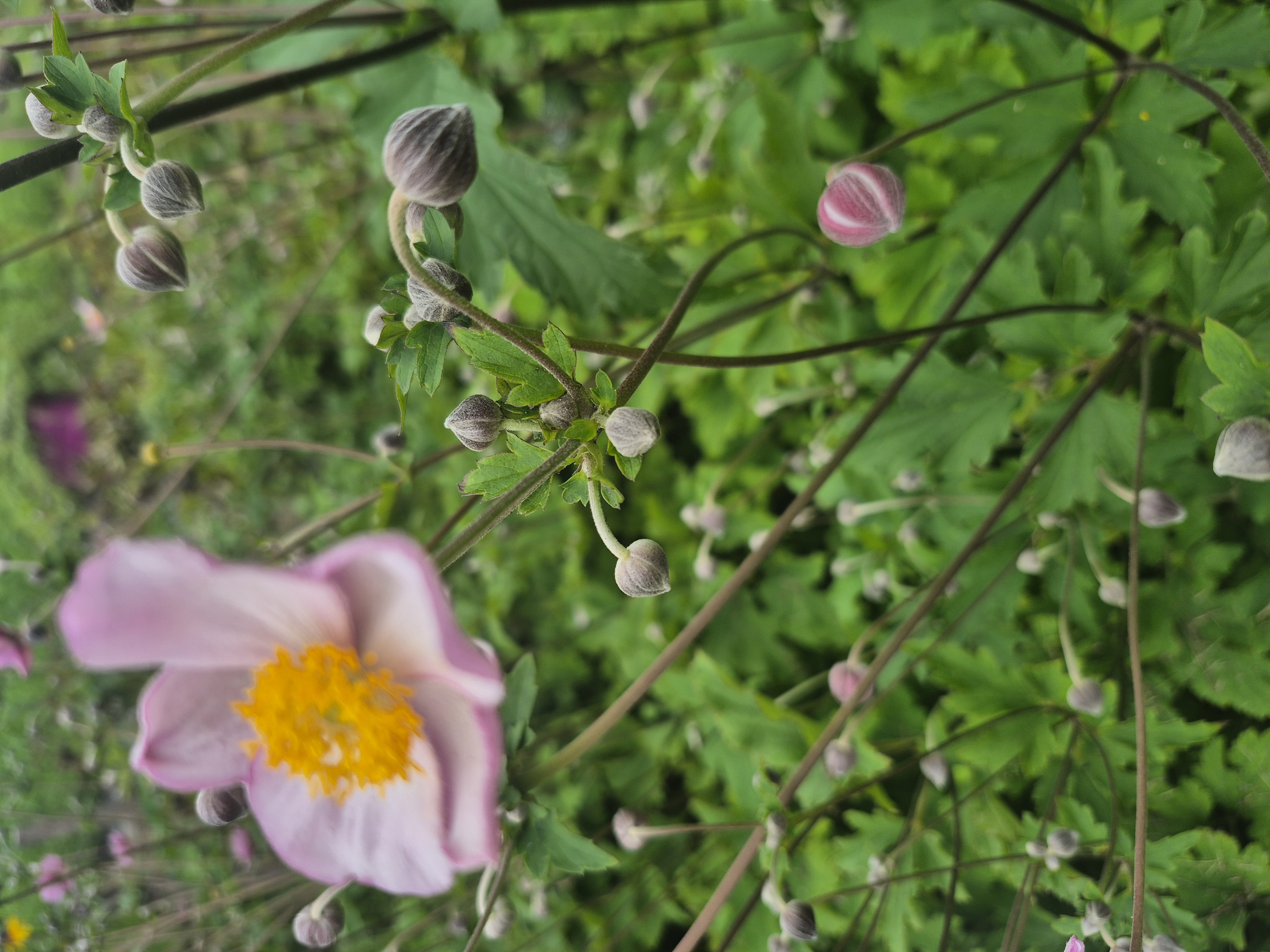 ANEMONE