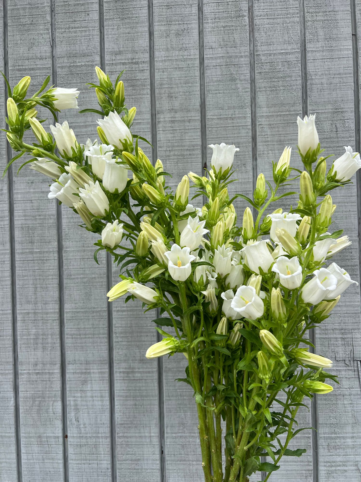 CAMPANULA medium