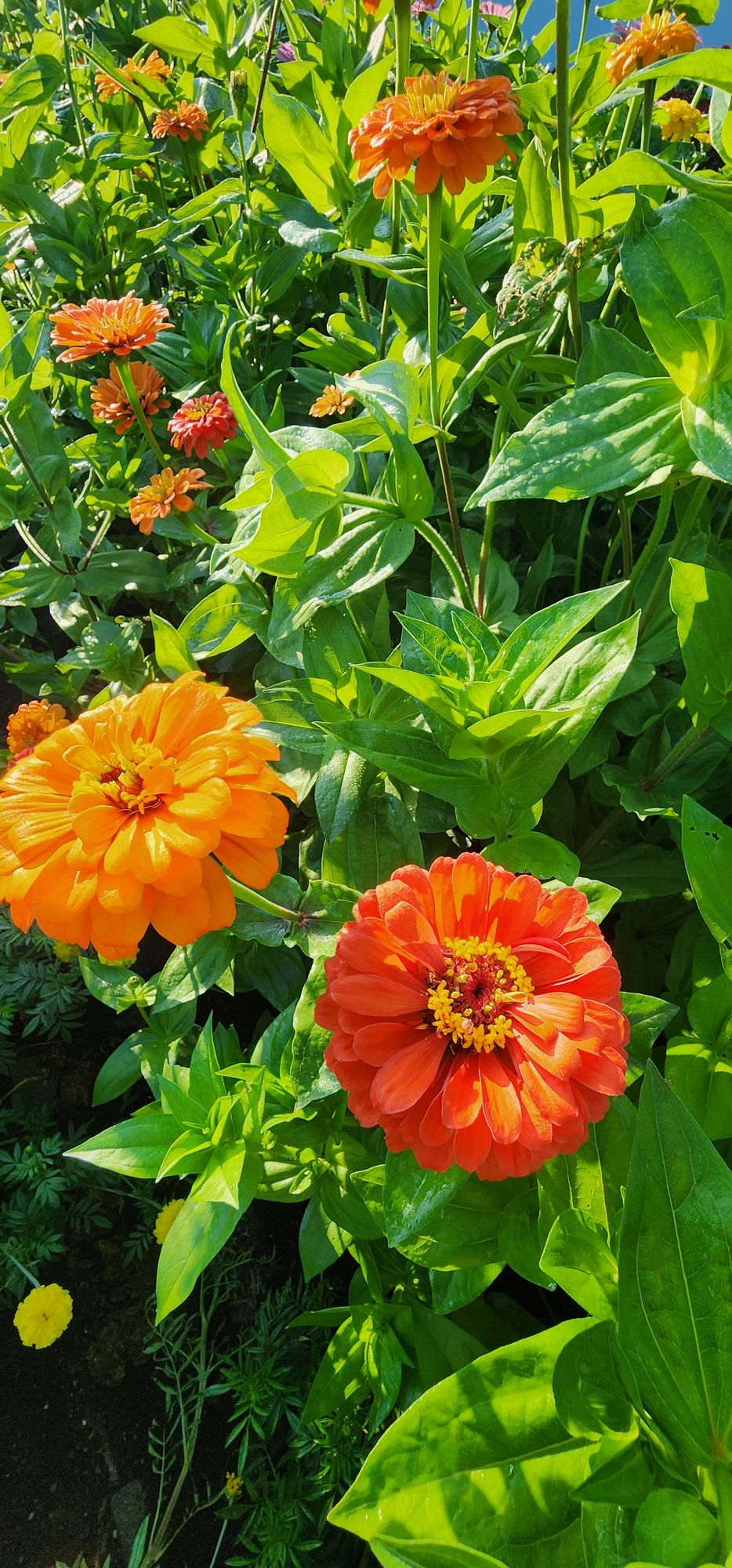 ZINNIA elegans Benarys Giant Coral
